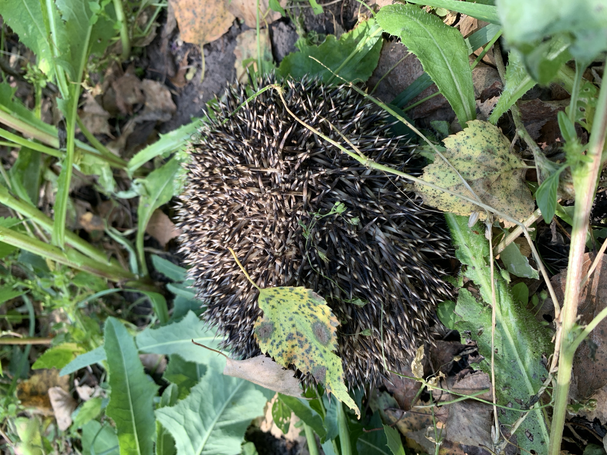 An adult European hedgehog, curled into a ball, is nestled amongst green foliage, fallen leaves, and soil. The hedgehog's spines are dark brown with lighter tips. Two yellowing leaves with brown spots are visible near the hedgehog. The environment suggests an outdoor, natural setting, possibly a garden or woodland floor. The image is captured in daylight with natural lighting. There are no people present in the scene. The location is identified as Novostroika, Russia.