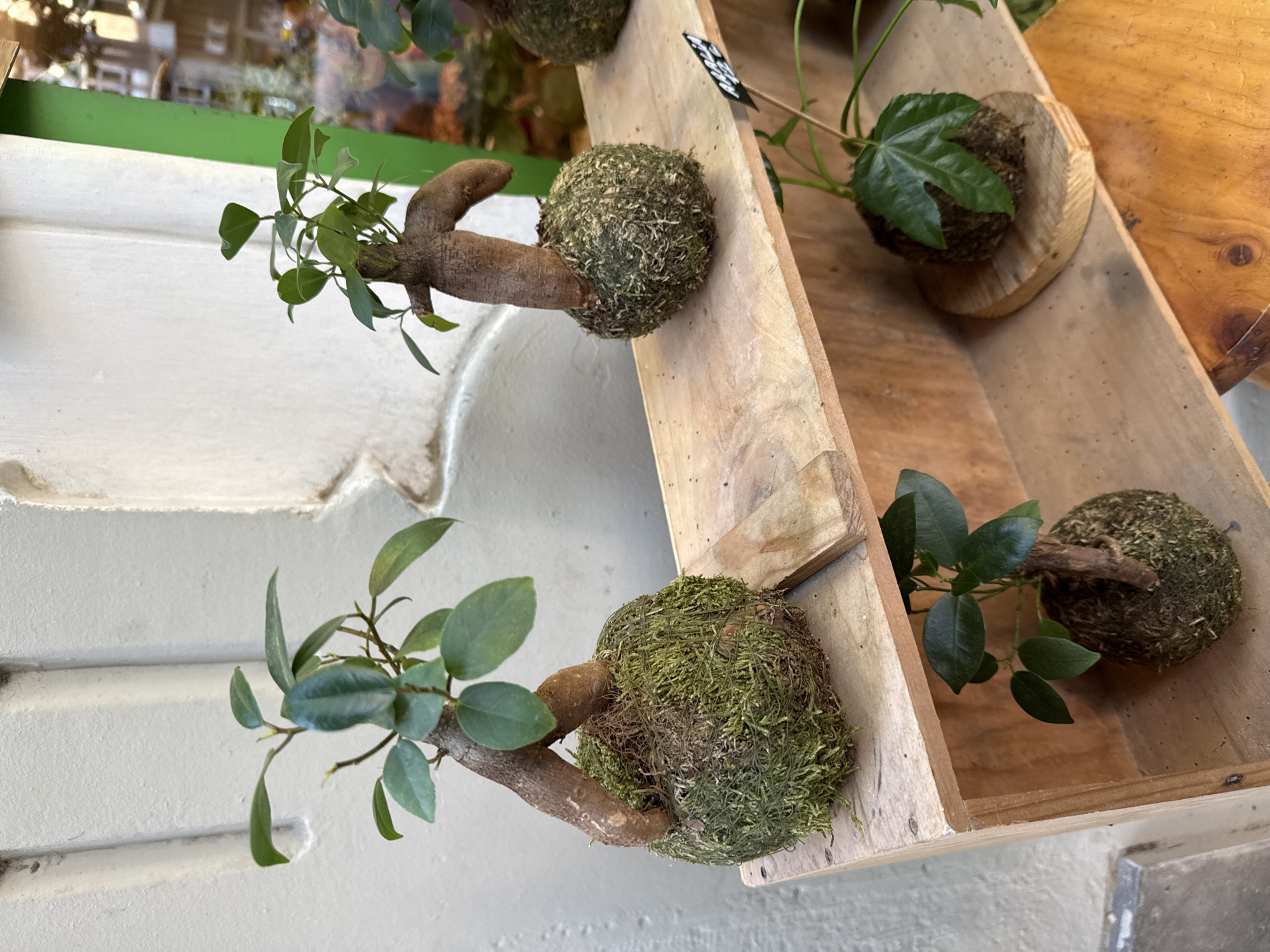 The image depicts a display of kokedama plants in a retail setting. The plants are arranged in a wooden shelving unit with multiple compartments. Each kokedama consists of a moss-covered ball with a plant growing out of it. The plants have green leaves and some have visible stems. The background suggests a shop interior with a white textured wall. The setting resembles a plant shop or a similar retail environment. Barcelona, Spain, is not discernible from the image.