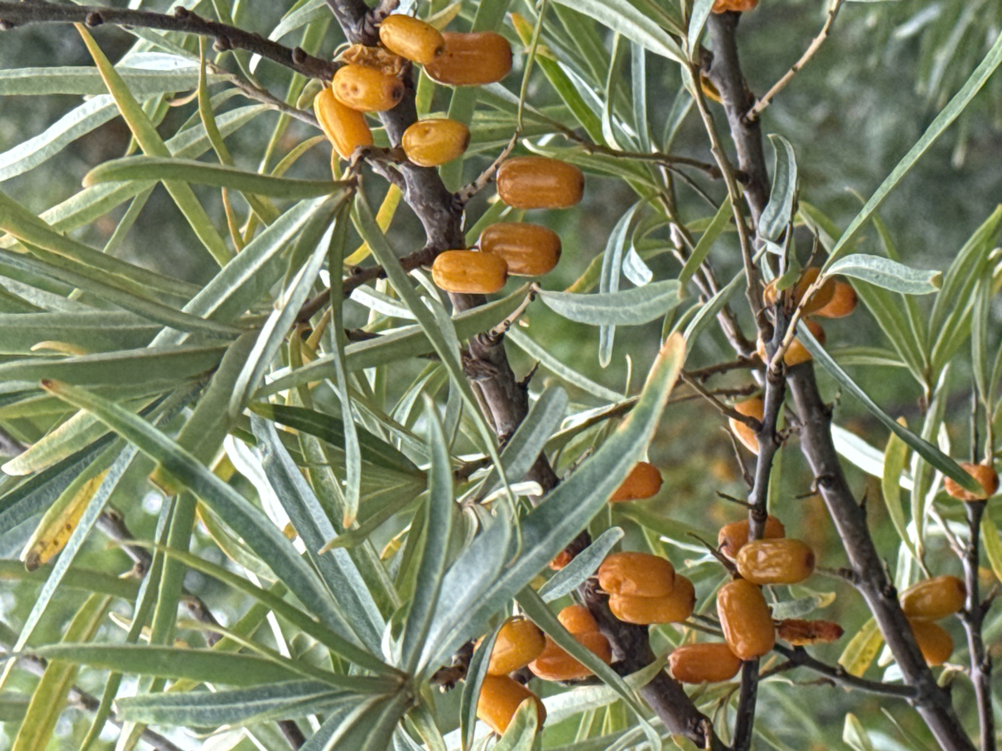 The image is a close-up shot of a branch of a sea buckthorn plant, laden with ripe, orange-yellow berries. The berries are oval-shaped and clustered along the thorny branches, with narrow, silvery-green leaves forming a backdrop. The background is blurred, suggesting an outdoor environment, possibly a garden or natural habitat, with hints of greenery and soft light. No people or man-made structures are visible in the image. The focus is entirely on the details of the plant and its fruit. The lighting appears natural, with no artificial sources evident. The overall impression is one of natural abundance and the beauty of ripening fruit. The location is not specified beyond "Unknown, Unknown."