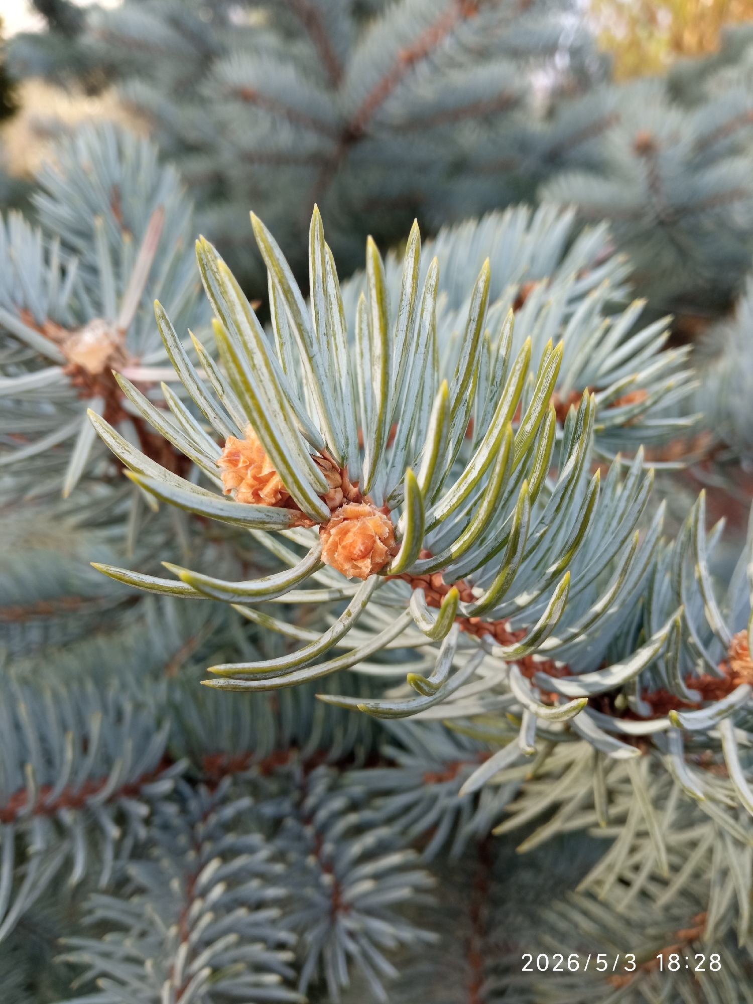 The image shows a close-up of a branch from a blue spruce tree with new growth at the end of the branches. Two small orange-brown cones are visible near the base of the new growth. The tree's needles are blue-green with yellow tips. The background shows other branches of the same tree. The date "2026/5/3 18:28" is stamped at the bottom of the image. There is no evidence of the location in the city of Krasnoyarsk, Russia, or of people, subjects, objects, actions, or interactions within the image.