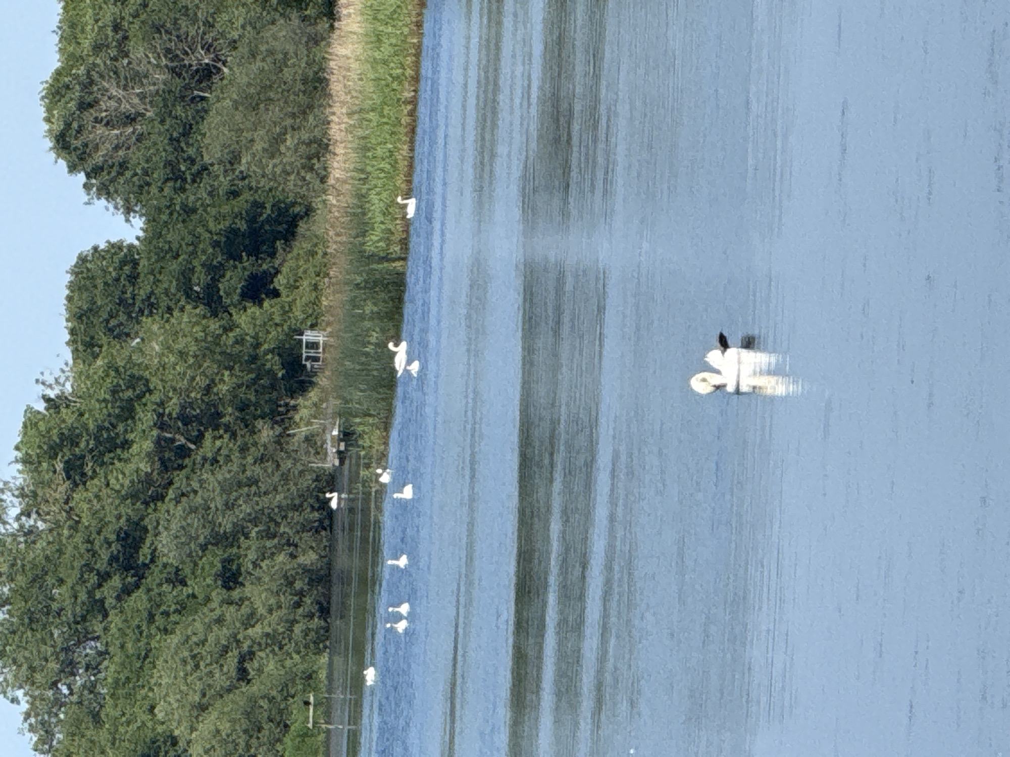 A bright, daytime scene captures a body of water bordered by lush green trees on the left. The water is a calm, reflective blue, with vertical lines suggesting gentle ripples or the reflection of tall reeds or trees on the right bank, which is not fully visible.
Several white swans are scattered across the water. In the foreground, closer to the left bank, are several swans individually or in pairs. Further out into the water, a group of swans are congregated, with one appearing to be a dark-colored bird on top of a white swan.
The left side of the image is dominated by the dense foliage of trees, with a narrow strip of tall, dry reeds or grass between the trees and the water. There are a few small, white structures visible within the trees, possibly related to a building or dock. The sky above the trees is a clear, pale blue.
The overall impression is a peaceful, natural setting, likely a river, lake, or coastal waterway, given the context of Great Yarmouth. The sunlight suggests it is a fair weather day. No text is visible in the image.