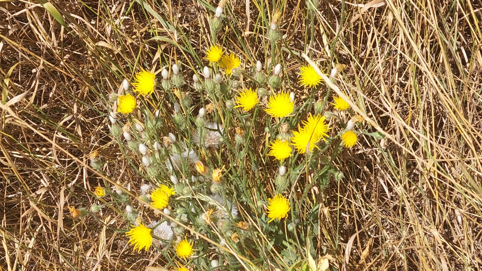 The image is a close-up, eye-level, outdoor, daytime shot of yellow wildflowers in a dry, grassy field. The flowers are clustered together, with some appearing to be in bloom and others in bud. The background is a blur of dried grass and thin stalks, suggesting a rural or natural setting. The location is the village of Kozarovychi, Ukraine. There are no people or animals visible in the image. The overall impression is one of natural, wild beauty in a dry, sun-drenched environment.