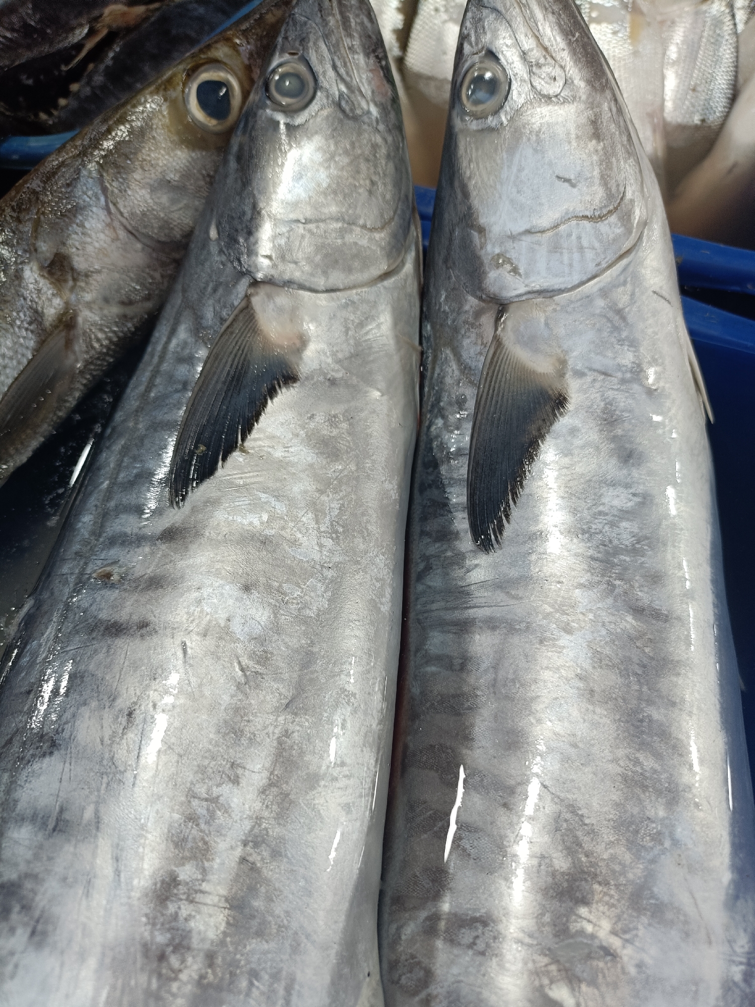 Two whole, silvery-scaled fish, likely mackerel or kingfish, are laid side-by-side in a blue plastic container. The fish are positioned head-to-tail, with their heads on the left and tails on the right. Their eyes are visible, appearing dark and glossy. One fish is positioned slightly in front of the other, obscuring part of its body. The background is out of focus, showing more fish and a dark, possibly wooden surface. The scene appears to be a market stall in the city of Kediri, Indonesia, given the context. The lighting is bright and overhead, causing reflections on the fish's scales.