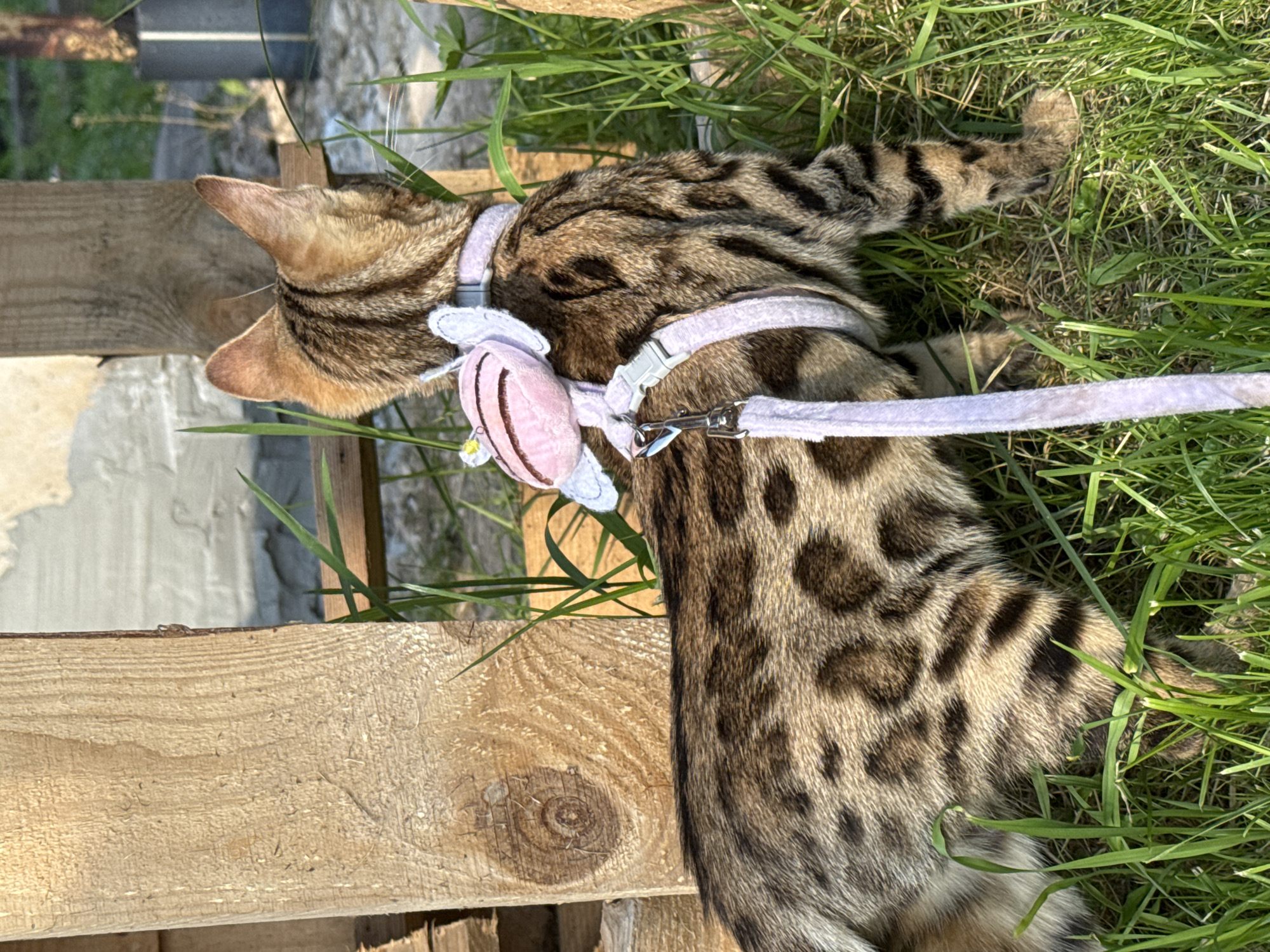 In this medium shot, a tabby cat is lying on its side in tall green grass. The cat is wearing a pink harness with a white lace trim and a pink cat toy attached. The cat's fur is a mix of brown and black stripes and spots, characteristic of a tabby breed. Its head is turned away from the camera, and its ears are perked up. The background shows a wooden fence and some blurred vegetation, suggesting an outdoor setting. The lighting indicates it's daytime, likely sunny, given the bright illumination and shadows. The scene appears peaceful, with the cat relaxed in the grass. There is no visible text in the image.