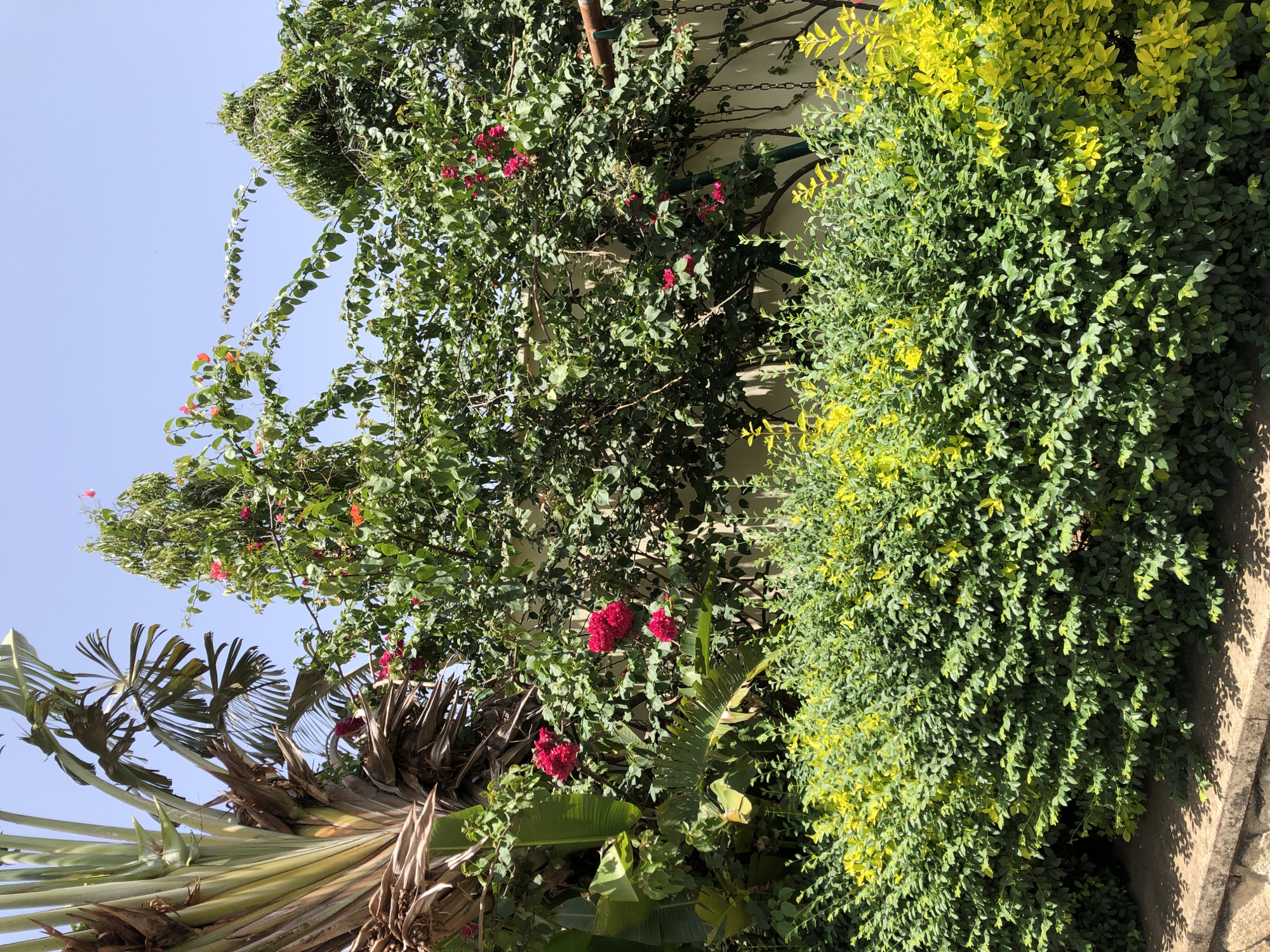 This is a medium shot, eye-level, outdoor photograph of a lush garden in Bar Jirgi Summa, Nigeria. The image showcases a variety of dense green foliage and vibrant pink flowers. Dominating the left side of the frame is a tall, fibrous plant with large, fan-like leaves, resembling a traveler's palm. Adjacent to it, a thick canopy of green leaves forms the backdrop, interspersed with clusters of bright pink bougainvillea flowers. In the foreground, a neatly trimmed, layered hedge of green and yellow-green bushes runs horizontally across the bottom of the image, with a rough stone wall beneath it. The background reveals a light-colored wall, possibly a boundary fence, and a clear, bright blue sky. The lighting suggests a sunny day, casting soft shadows from the foliage onto the ground and wall. No people or animals are visible in the scene.