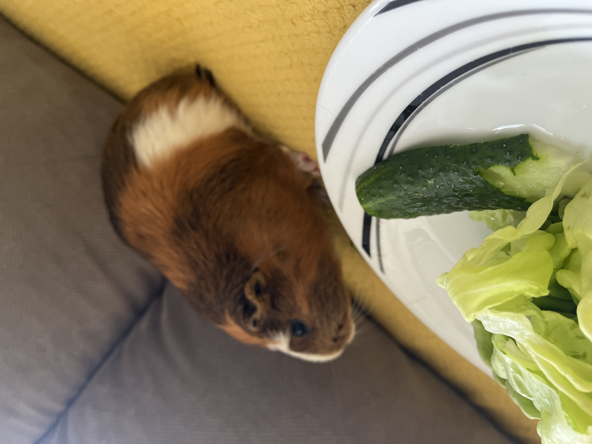 An outdoor shot shows a guinea pig with brown and white fur sitting next to a plate of lettuce and cucumber. The guinea pig is positioned on the right side of the frame, with its head slightly raised and turned towards the left. In the foreground, a white plate with black and gray stripes holds a portion of green lettuce and a segment of cucumber. The background is blurred, with a glimpse of a brown couch and a yellow surface.
