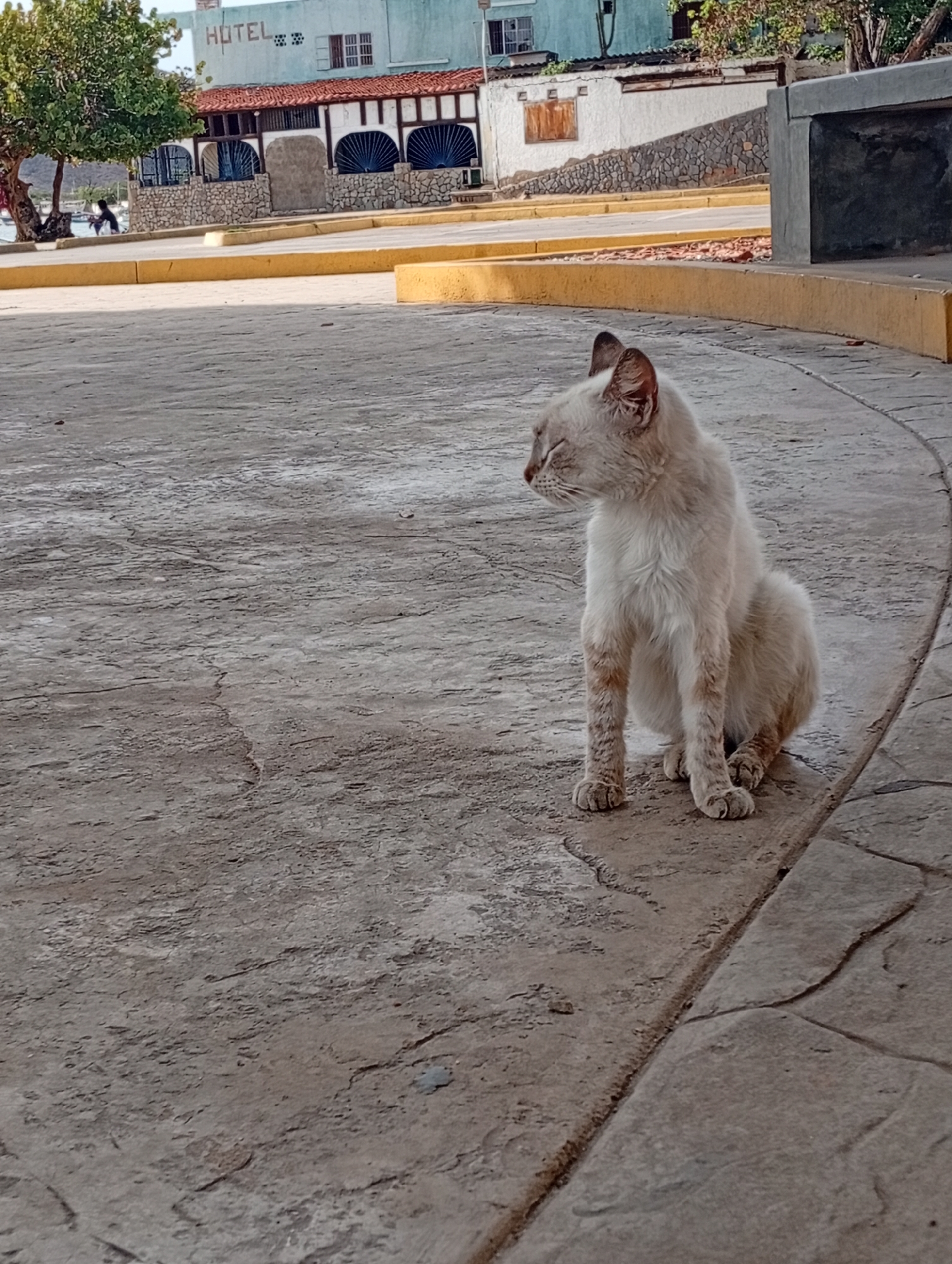 A light-colored, short-haired cat with distinct markings on its legs is sitting on a textured, gray concrete surface. The cat is facing to the left of the frame, with its eyes closed and its head tilted slightly. Its ears are pointed upwards. The concrete surface shows some cracks and variations in texture. In the background, a light blue building with the word "HOTEL" written in large, dark letters is visible. The hotel has a red-tiled roof and stone facade with arched openings. To the left of the hotel, a green tree with visible branches is present. Further in the background, there are indications of a body of water and some smaller buildings. A yellow curb runs along the edge of the concrete area, separating it from a different textured surface. The lighting suggests it is daytime, with shadows visible on the ground. The scene appears to be an outdoor public space, possibly a plaza or walkway.