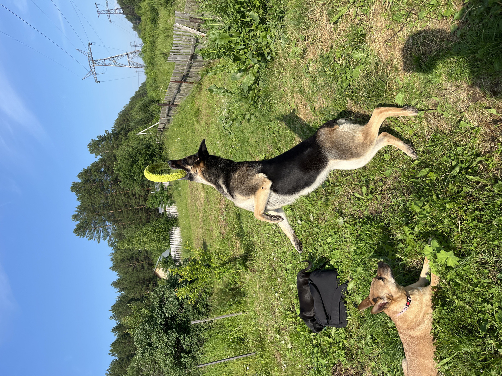 The image depicts two dogs playing in a grassy, outdoor setting, likely in Nizhny Tagil, Russia. The scene is bathed in bright sunlight, suggesting it is midday on a clear, warm day.
One dog, a German Shepherd mix, is in mid-air, jumping with a yellow ring toy in its mouth. Its body is stretched out, showcasing its agility and focus on the toy. The dog's fur is a mix of black, tan, and white.
The second dog, a lighter-colored dog, appears to be resting or watching the first dog. It is lying down on the grass, with its head turned upwards. Both dogs seem engaged in playful activity.
In the background, a rustic wooden fence runs along the edge of a wooded area, and tall power line towers are visible against a clear blue sky. Green trees and bushes form a dense backdrop. A black bag is also present on the grass near the resting dog. The overall atmosphere is one of a casual, fun day outdoors for the pets.