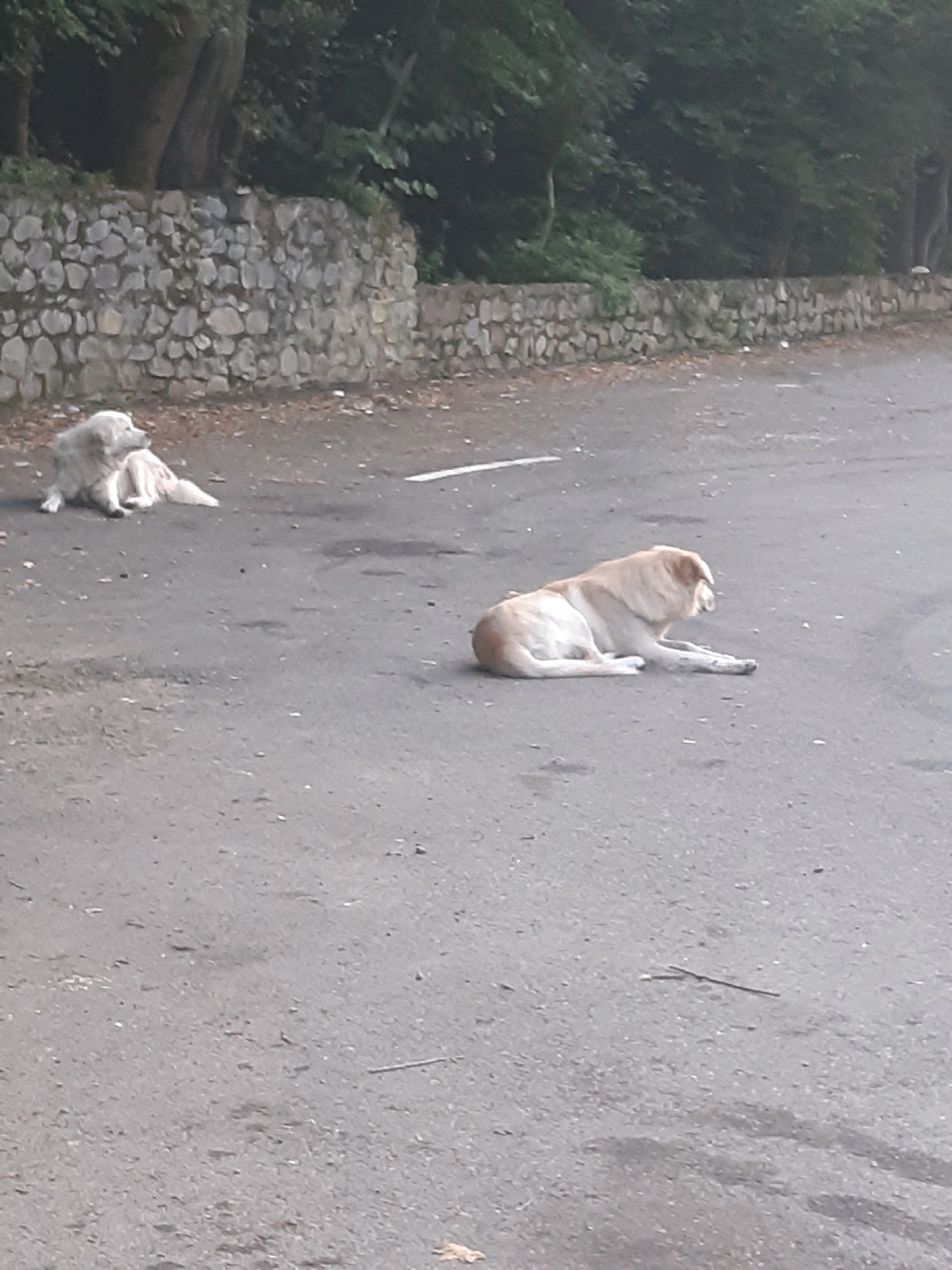 Two dogs are resting on an asphalt road. The dog on the left is lighter in color and has shaggier fur, while the dog on the right is a lighter tan color and appears to be a Labrador retriever mix. Both dogs are lying down and appear relaxed. A stone wall borders the road on the left, and trees and foliage are visible behind the wall. The scene is outdoors, likely in a park or along a roadside in a wooded area. The sky is overcast, suggesting a cloudy day. There are no people visible in the image.