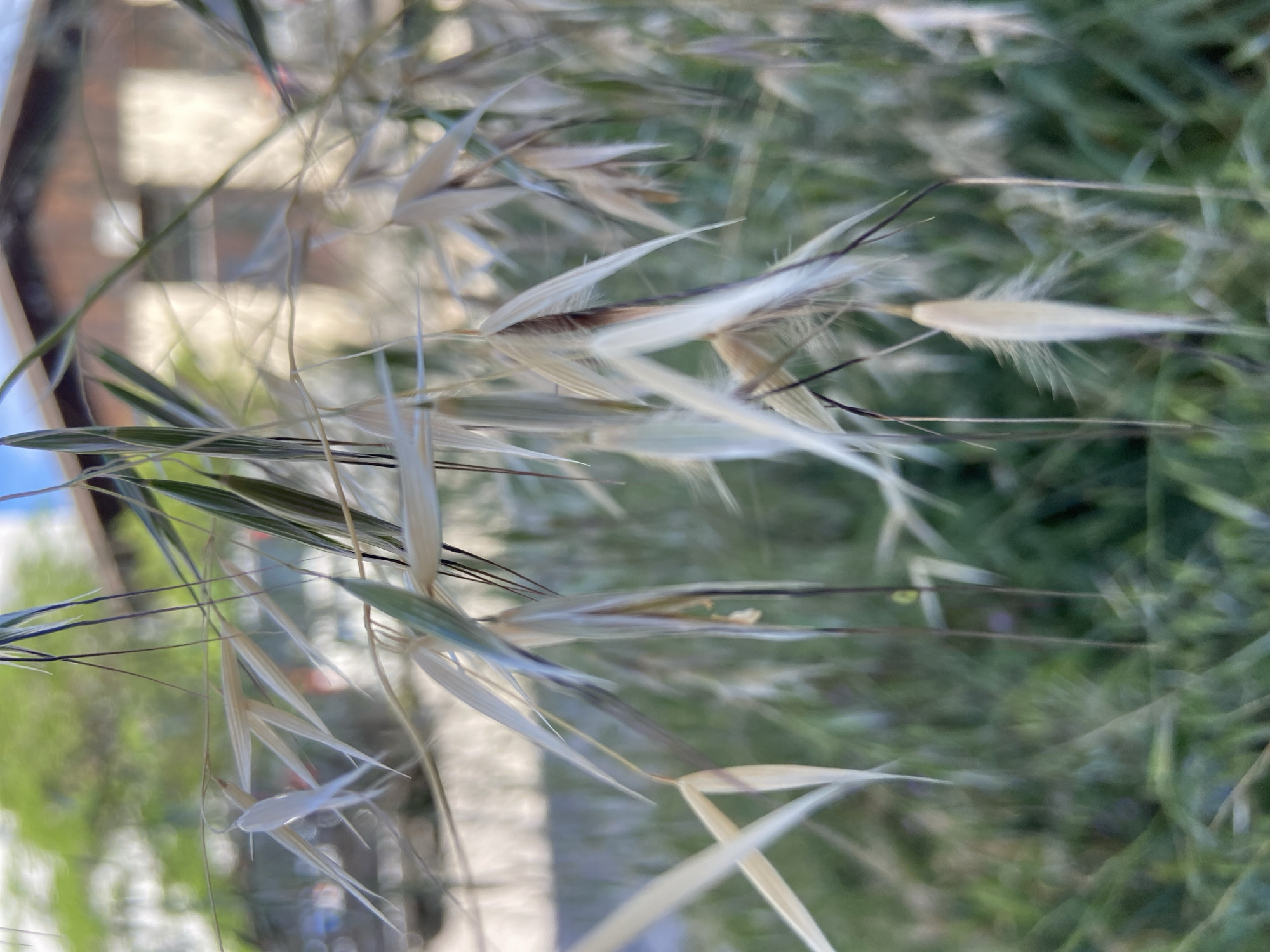 Close-up shot of wild oat grass, focusing on the awns. The background is out of focus, showing green foliage and blurred structures, possibly buildings. Location could be a grassy area in Budva, Montenegro. The oat grass appears to be growing freely in an urban or suburban environment. No people or interactions are apparent.