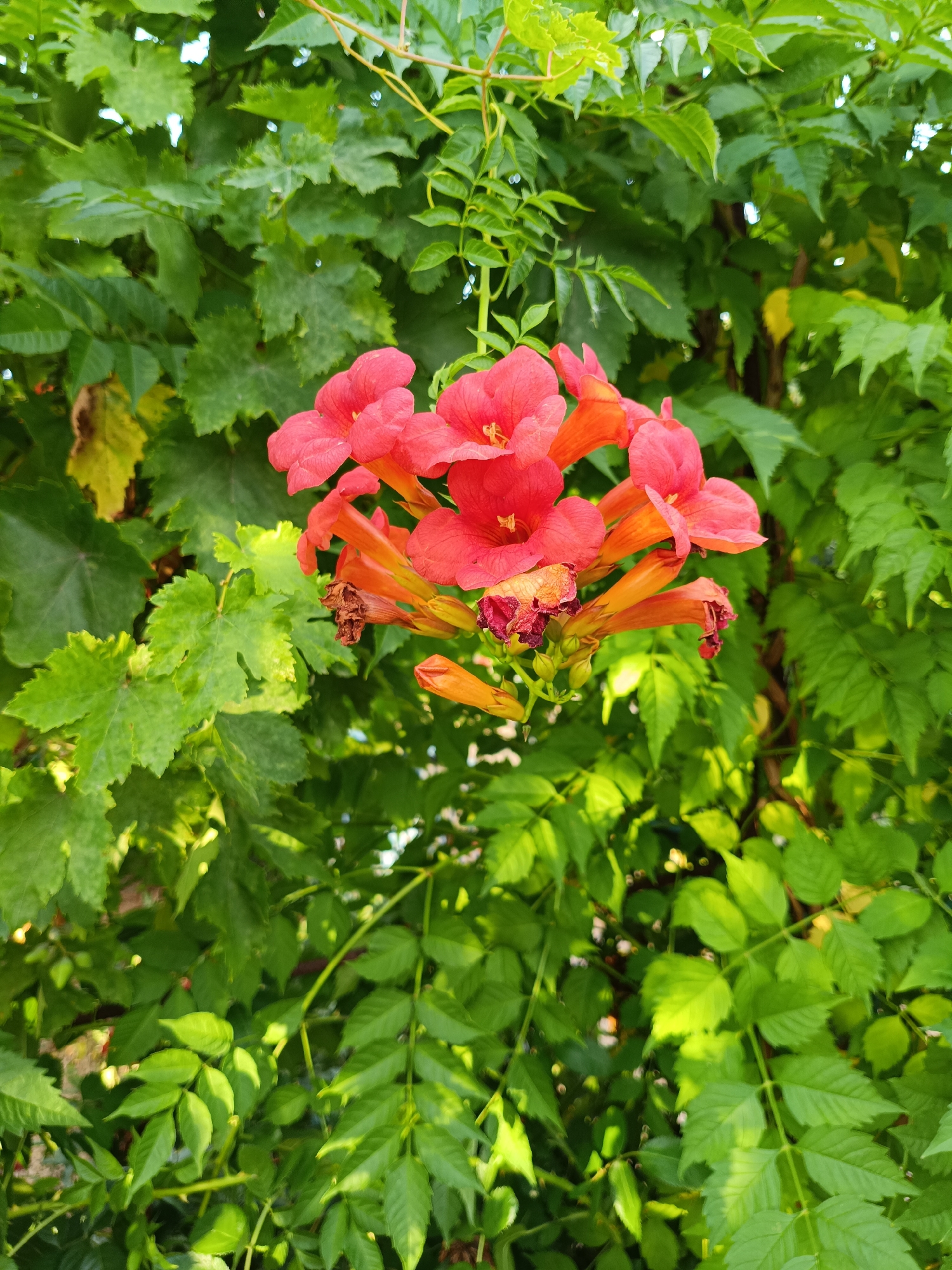 The image is a close-up, eye-level outdoor shot of a cluster of vibrant orange-red trumpet-shaped flowers, likely a type of trumpet vine (Campsis radicans). The flowers are in full bloom, with some petals slightly unfurled and others tightly cupped. The stamens are visible within the flowers, a darker shade of orange. Several of the flower buds are smaller and still closed. The flowers are clustered together, hanging from a vine. They are set against a backdrop of lush, green leaves, which appear to be from the same plant or a closely intertwined vine. Some of the leaves are broad and lobed, while others are smaller and serrated. The lighting suggests it is daytime, with sunlight dappling through the leaves, creating highlights and shadows. The overall impression is one of natural beauty and growth. The scene is located in the city of Nezavertaylovka, Moldova. There are no people or animals visible in the image. The environment is predominantly natural, with abundant foliage.