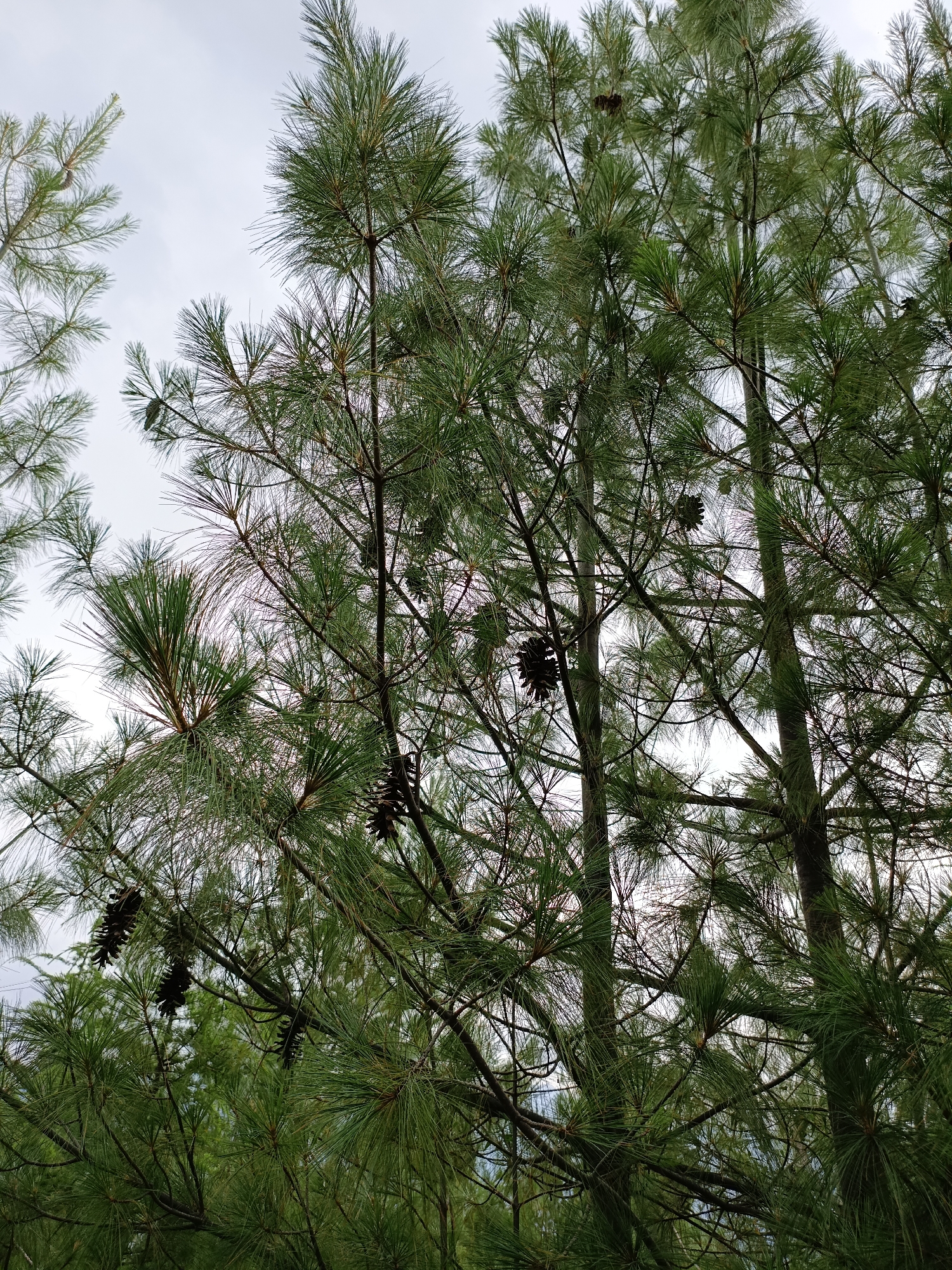 The image shows a close-up view of several pine trees with their needles and cones visible. The sky is overcast and appears white. The trees are dense, with branches and foliage filling the frame. Several pine cones are scattered amongst the branches. The image was taken in Chhaki, India.