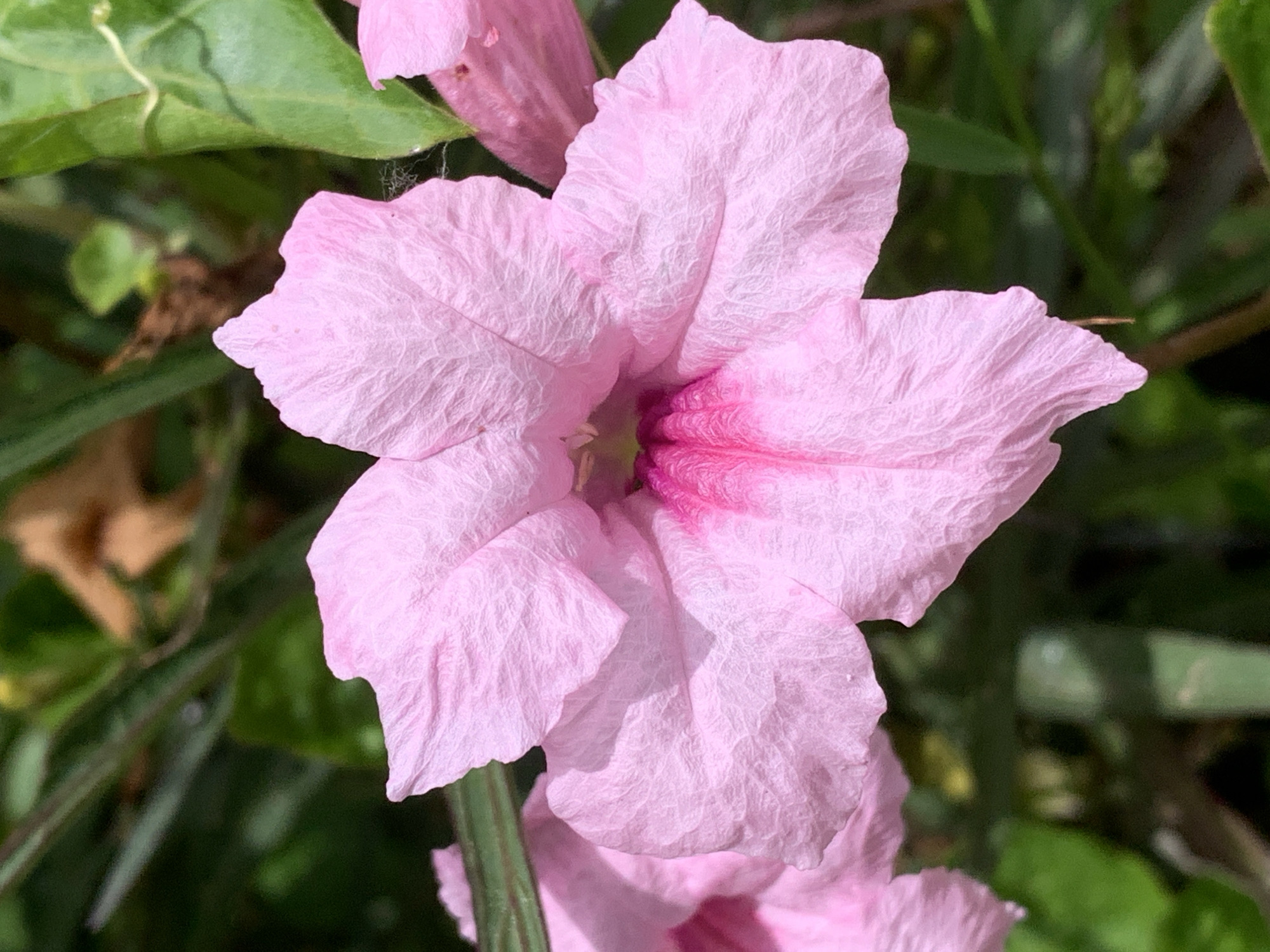 A close-up, eye-level, vertical shot shows a vibrant pink Ruellia flower, also known as Mexican petunias, in full bloom. The flower dominates the frame with its delicate, crinkled petals, radiating from a deeper pink center. The background is a blur of lush green foliage, with hints of brown and yellow suggesting other plants or dry leaves. The lighting is natural and bright, casting soft shadows on the petals and highlighting the intricate texture of the flower. The scene is set outdoors, likely in a garden, park, or natural area within Chiang Rai City Municipality, Thailand, given the prevalence of tropical flora in the region. No people are present in the image.