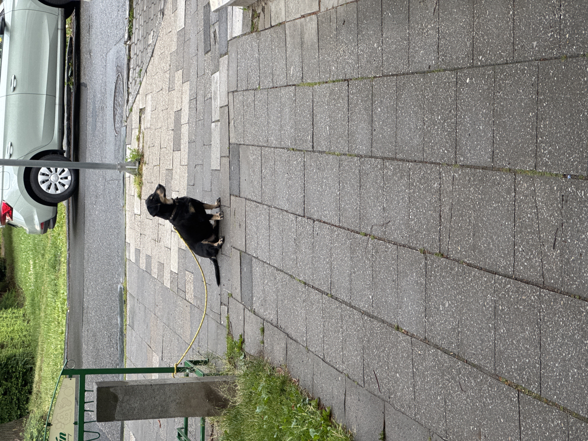 A black and tan Dachshund is tethered by a yellow leash to a metal post that is part of a green display rack. The dog is sitting on a gray concrete sidewalk, facing to its right. Behind the dog and to the left, there is a patch of green grass and a gray concrete pillar. A road with a car driving on it is visible in the background. The scene is likely in Prostějov, Czechia.