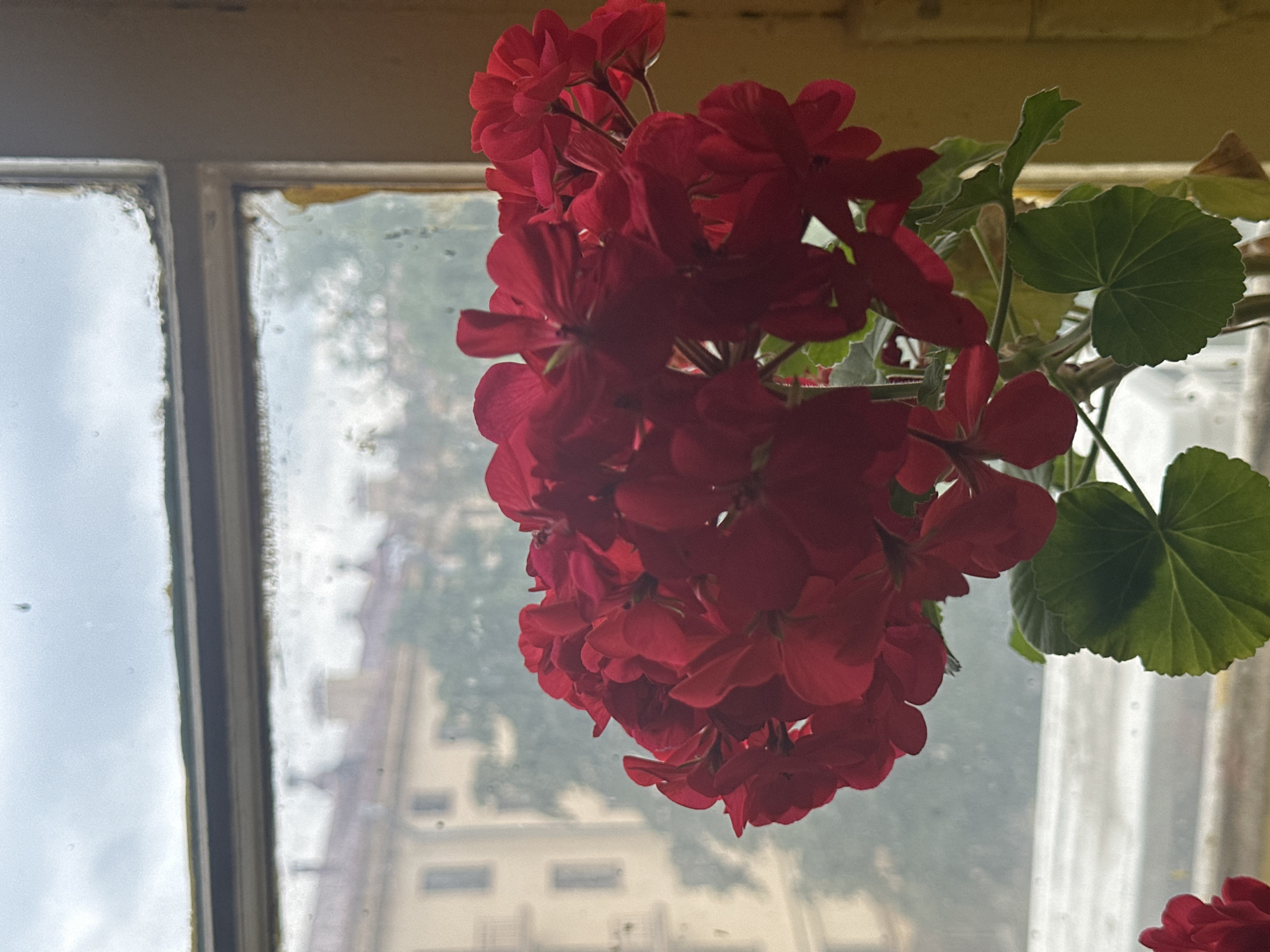 A close-up shot focuses on a cluster of vibrant red geranium flowers in the foreground, their petals delicately unfurling. The flowers are positioned in front of a slightly grimy, old window pane, through which a blurred cityscape is visible. The background suggests an urban environment with buildings and trees, characteristic of Minsk, Belarus. The window frame itself appears weathered, with peeling paint and visible age, indicating a potentially older building. The lighting is soft, and the overall impression is one of domestic tranquility juxtaposed with the aging urban architecture. There are no people or animals visible in the frame.