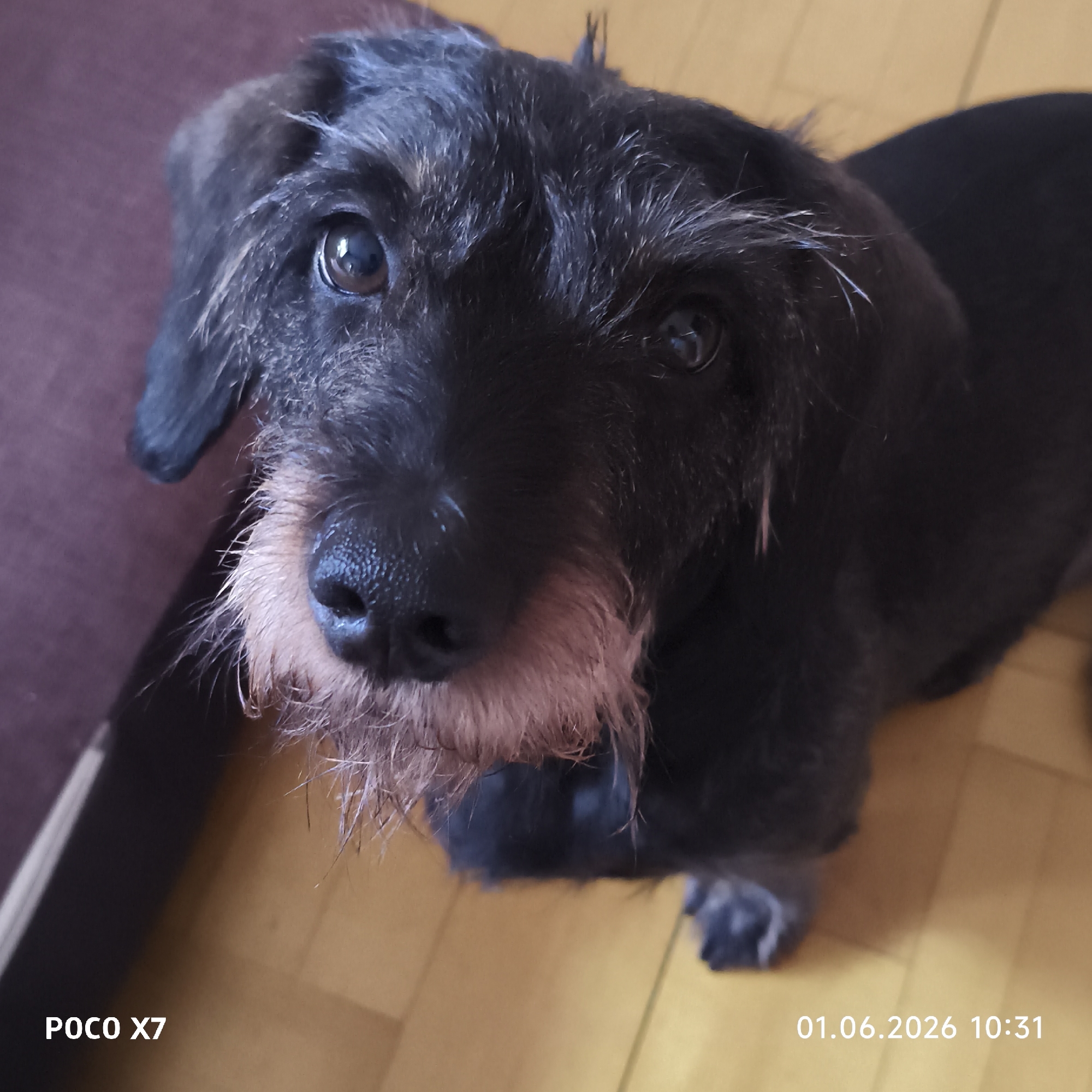 A close-up, high-angle shot shows a dachshund dog with black and tan wiry fur. The dog is indoors, standing on a light wood floor. A section of dark-colored furniture or surface is visible in the upper left corner. The camera used is a POCO X7, and the photo was taken on 01.06.2026 at 10:31. The location is in the city of Unknown, Unknown.