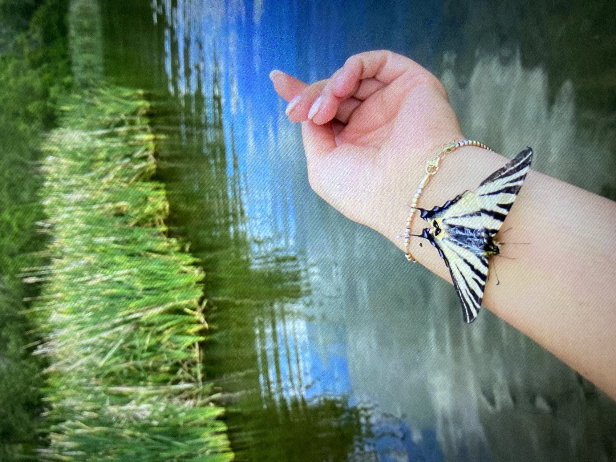 This outdoor, vertically oriented image captures a close-up of a human arm and hand with a butterfly, set against a natural waterscape.
The primary subjects are a person's right arm and hand, extending into the frame from the right. The hand is gently posed, with manicured nails painted in a light, neutral shade. A delicate, gold-toned bracelet with small beads adorns the wrist. Perched gracefully on the wrist, near the bracelet, is a black and white striped butterfly, likely a swallowtail, with its wings folded upwards, showcasing its distinct patterns.
In the background, a body of water, possibly a lake or pond, stretches across the frame. The water's surface reflects a clear blue sky and what appear to be distant trees or foliage, creating patterns of blue and green. Along the left edge of the water, a dense cluster of vibrant green reeds or tall grass is visible, indicating the natural, verdant surroundings.
The activity depicted is a peaceful encounter between human and nature, as the butterfly rests on the person's arm. The time of day appears to be daylight, given the bright lighting and the sky's reflection on the water, suggesting clear weather. The overall mood is one of serenity and connection with the natural world. No visible text is present in the image. The location is Sofia, Bulgaria.
