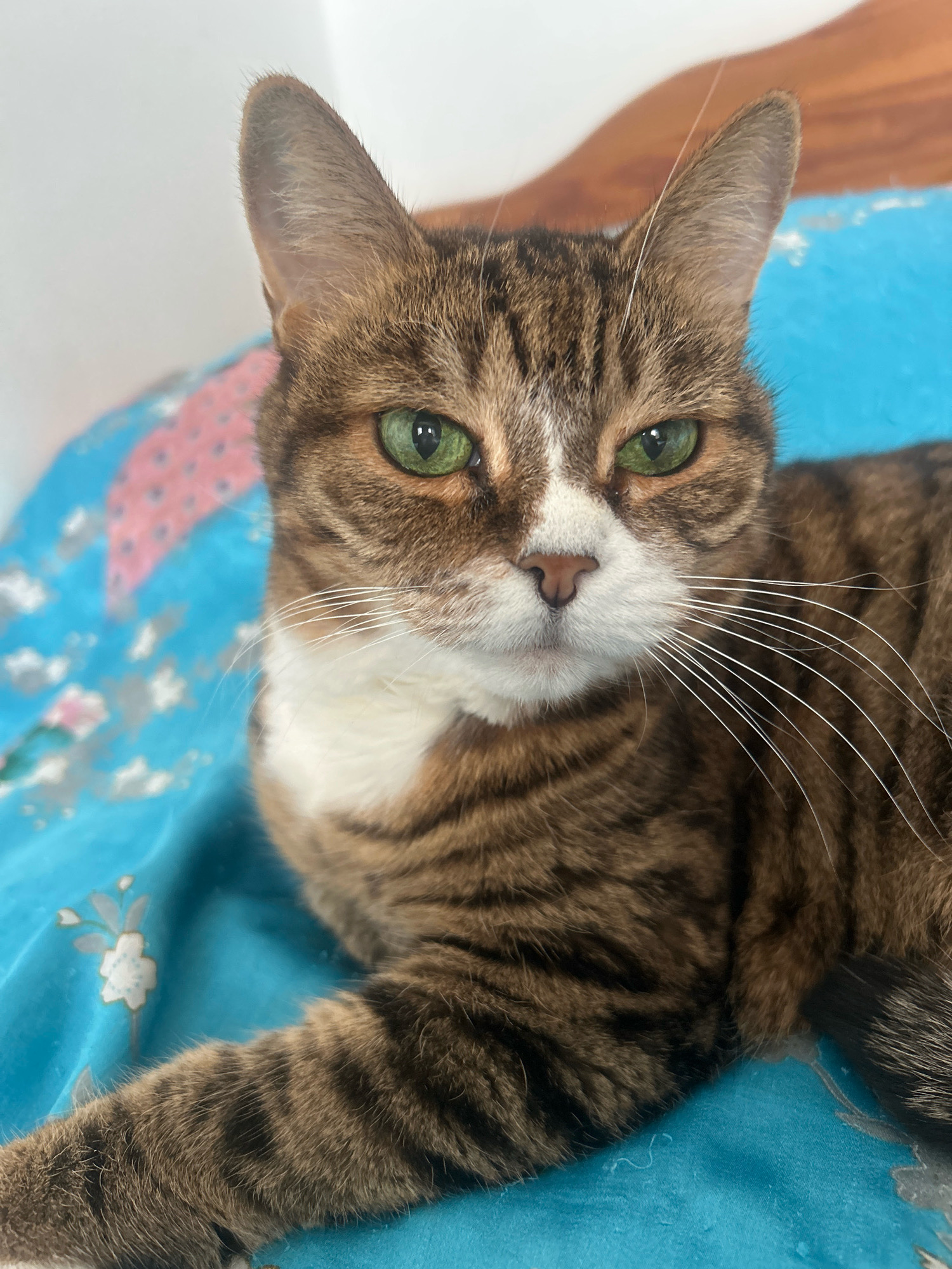 A tabby cat with green eyes and white chest markings is lying on a blue blanket with a floral pattern. The cat is facing the camera, and its left paw is extended forward. The background is a white wall and a wooden surface. There is no information available about the location in Almaty, Kazakhstan.