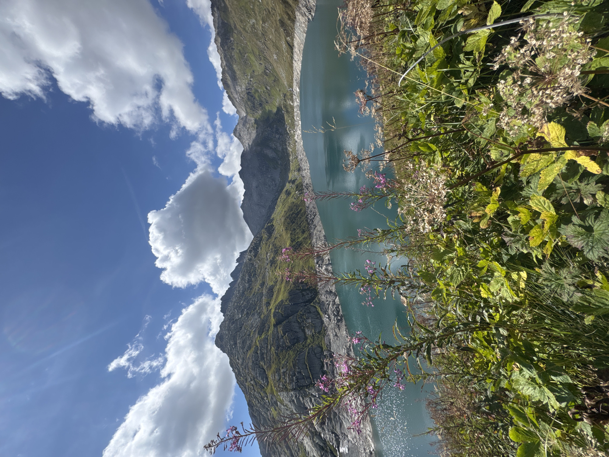 The image captures a scenic view of a mountain lake in the Swiss Alps, likely near Airolo, Switzerland, under a bright blue sky with fluffy white clouds. In the foreground, lush green vegetation and tall stalks of purple flowers are in focus, with some dried seed heads of white flowers also visible. Beyond the foliage, a vast, turquoise lake stretches out, its surface shimmering with sunlight. The lake is surrounded by steep, rocky mountainsides covered in patches of green grass and scree. The terrain appears rugged and mountainous, characteristic of the alpine landscape. There are no people or animals visible in the image. The overall impression is one of a serene and natural mountainous environment on a clear day.