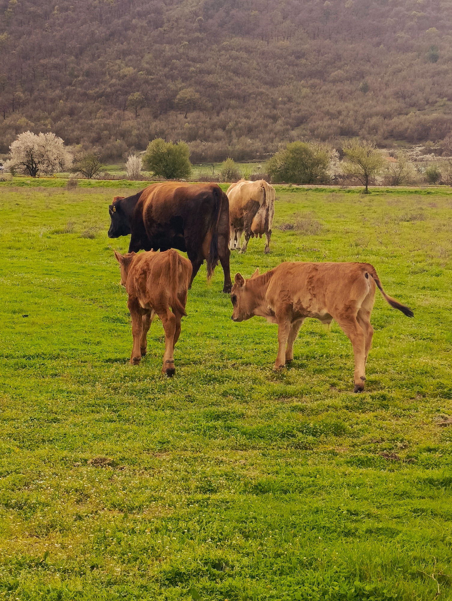 The image depicts a grassy field in Shiroko pole, Bulgaria. In the foreground, two light brown calves stand. One faces away from the camera, and the other faces to the right. Behind them are two adult cows, one dark brown and one tan. In the background, there is a hill with trees, and several flowering trees are scattered around the field.