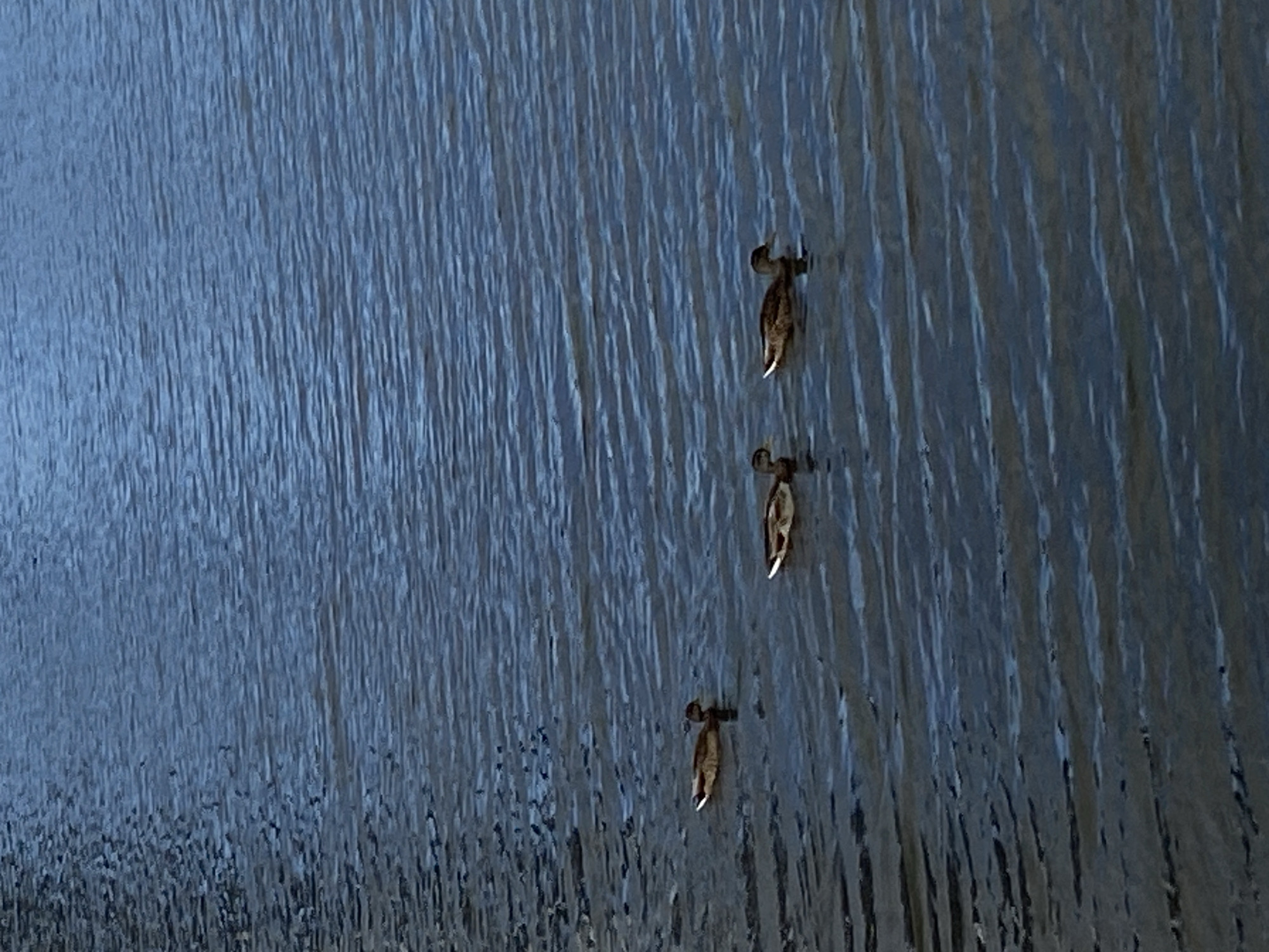 Three ducks swim in calm, blue water. The water has ripples, reflecting the sky. The ducks are scattered across the frame, with two closer together and one further to the left. They are all facing in different directions. The image appears to be taken outdoors, with no man-made structures visible.