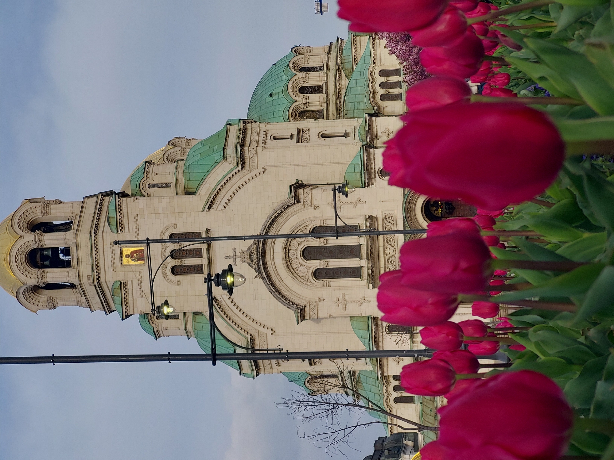 The image, presented in a portrait orientation, showcases the majestic Alexander Nevsky Cathedral in Sofia, Bulgaria, partially obscured and framed by a vibrant bed of pink tulips in the foreground. The grand Orthodox cathedral dominates the mid-ground, displaying its distinctive light-colored stone facade, multiple green copper domes, and a prominent golden bell tower. Ornate architectural details, including decorative arches, windows, and various patterns, are visible across its structure. A small mosaic icon depicting a figure is discernible on the bell tower.
In the immediate foreground, numerous deep pink or magenta tulips stand tall, their vibrant, softly blurred blooms creating a natural frame for the cathedral. Their green leaves are also visible, contrasting with the paler stone of the building. Street lights with illuminated bulbs are positioned between the tulips and the cathedral. The sky above is a clear, pale blue, suggesting fair weather. The soft, diffused lighting indicates either a late afternoon or early evening, or perhaps an overcast day, as there are no harsh shadows. Bare tree branches are visible in the lower part of the scene, hinting at a spring setting alongside the blooming tulips. The overall impression is one of architectural grandeur harmoniously complemented by natural beauty. No discernible text is visible on the building or in the scene.