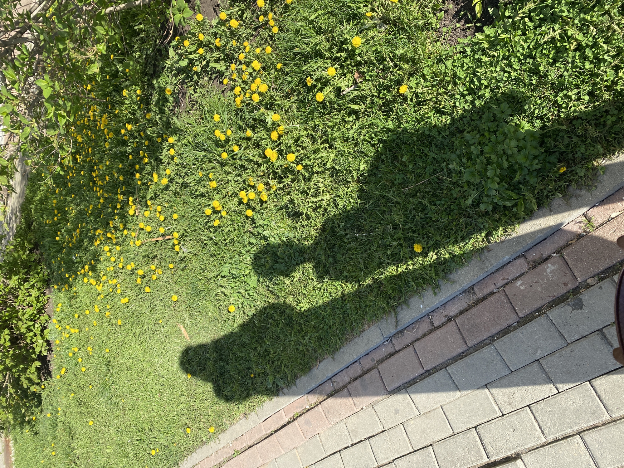 The image shows a patch of green grass and weeds, dotted with yellow dandelions. A shadow falls across the grass, extending from the upper left to the lower right of the frame. The grass borders a paved walkway made of rectangular stones in shades of gray and pink. A bush or tree is visible in the upper left corner. The location appears to be in an urban area with natural elements. The specific location in Yekaterinburg, Russia, cannot be determined from the visual information provided.