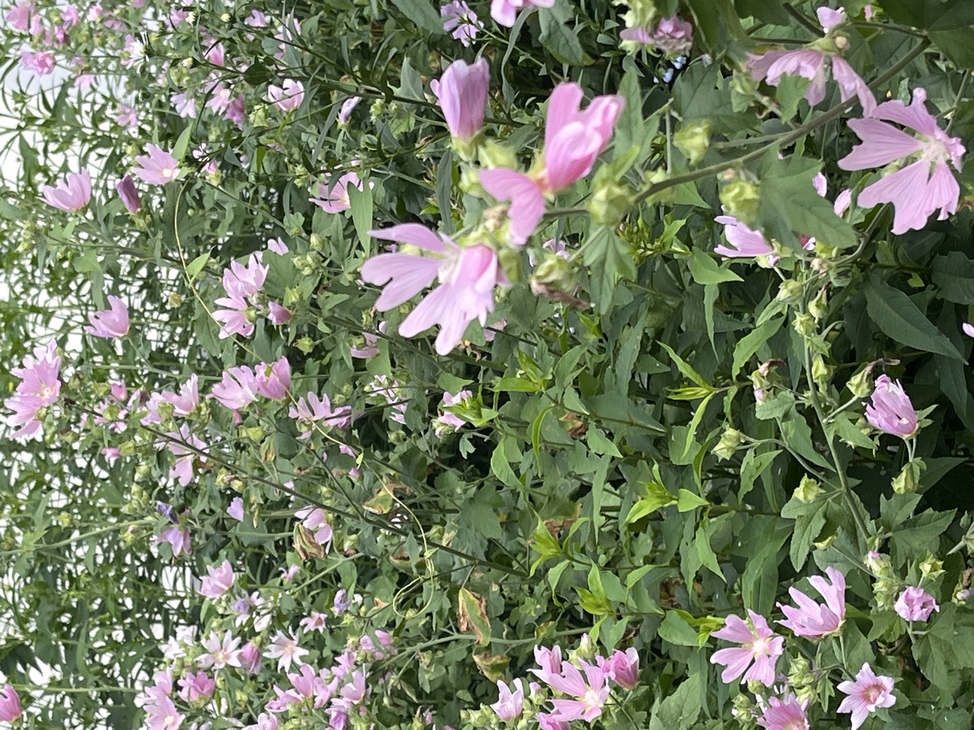 The image depicts a close-up view of a cluster of pink mallow flowers with green foliage. The flowers are in various stages of bloom, with some fully open and others appearing as buds. The background is filled with more green leaves and stems, creating a dense natural setting. The lighting suggests an outdoor environment, possibly a garden or a natural area. There are no people or man-made objects visible in the frame. The image does not provide any specific visual cues to indicate its location in Chaikovsky, Russia.
