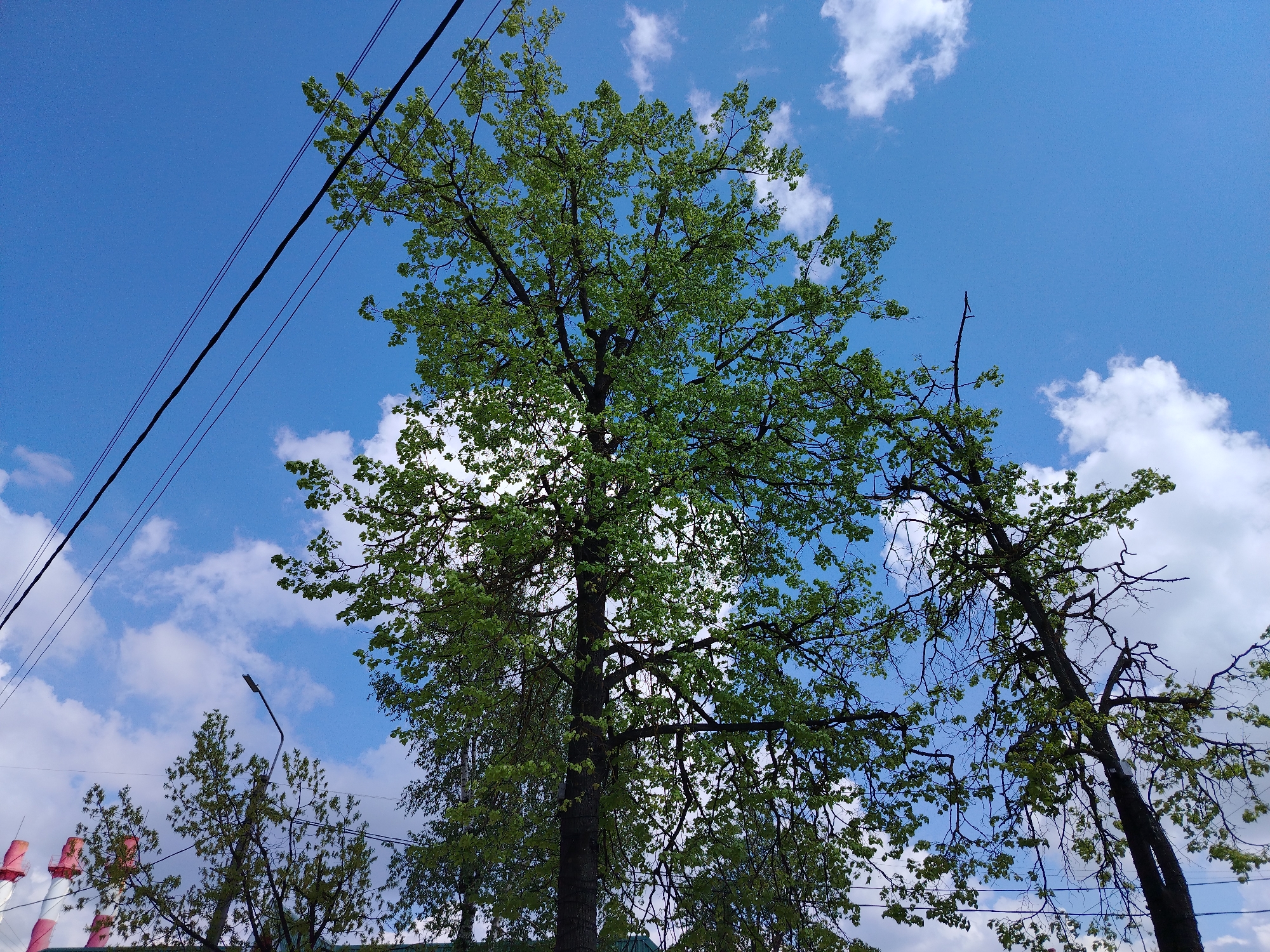 The image captures a view looking upwards towards trees against a blue sky with scattered white clouds. Power lines are visible in the upper left corner. There is a street lamp and partially visible chimneys of a building. The exact location within the city of Unknown is not discernible.