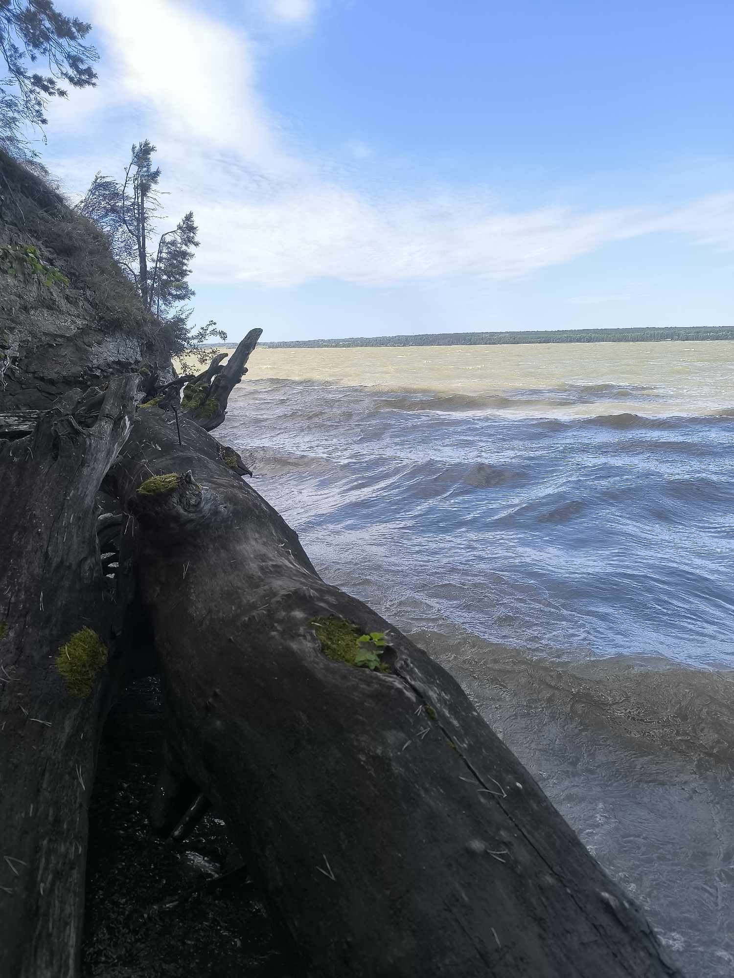The image depicts a rugged natural scene on the bank of a large body of water, likely a river or lake, in the city of Kirza, Russia. In the foreground, a large, dark, weathered log lies partially submerged near the shore, its rough texture and mossy patches clearly visible. The log is angled diagonally across the frame, leading the eye towards the water. The water itself is choppy, with whitecaps indicating a moderate wind. The color of the water shifts from a murky brown closer to the shore to a more blue-grey further out. In the background, a dense line of green trees marks the opposite bank of the water. Above, the sky is a bright blue, dotted with scattered white clouds. The overall impression is one of a wild and somewhat untamed landscape.