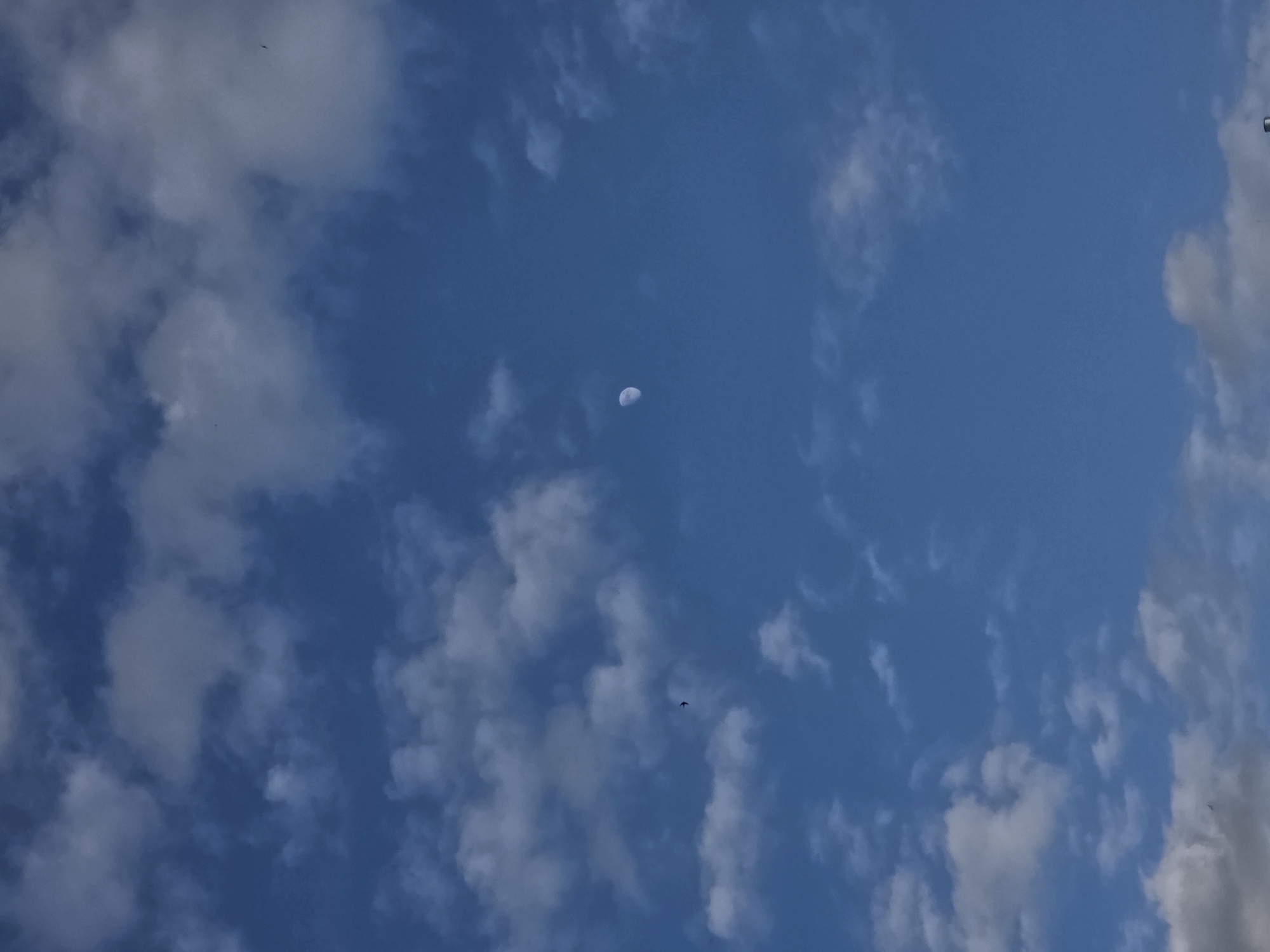 The image shows a daytime sky with a mix of blue sky and white clouds. A crescent moon is visible in the upper-center of the frame. There appear to be two birds or small objects flying in the sky. The location is unknown, and no further context is provided.