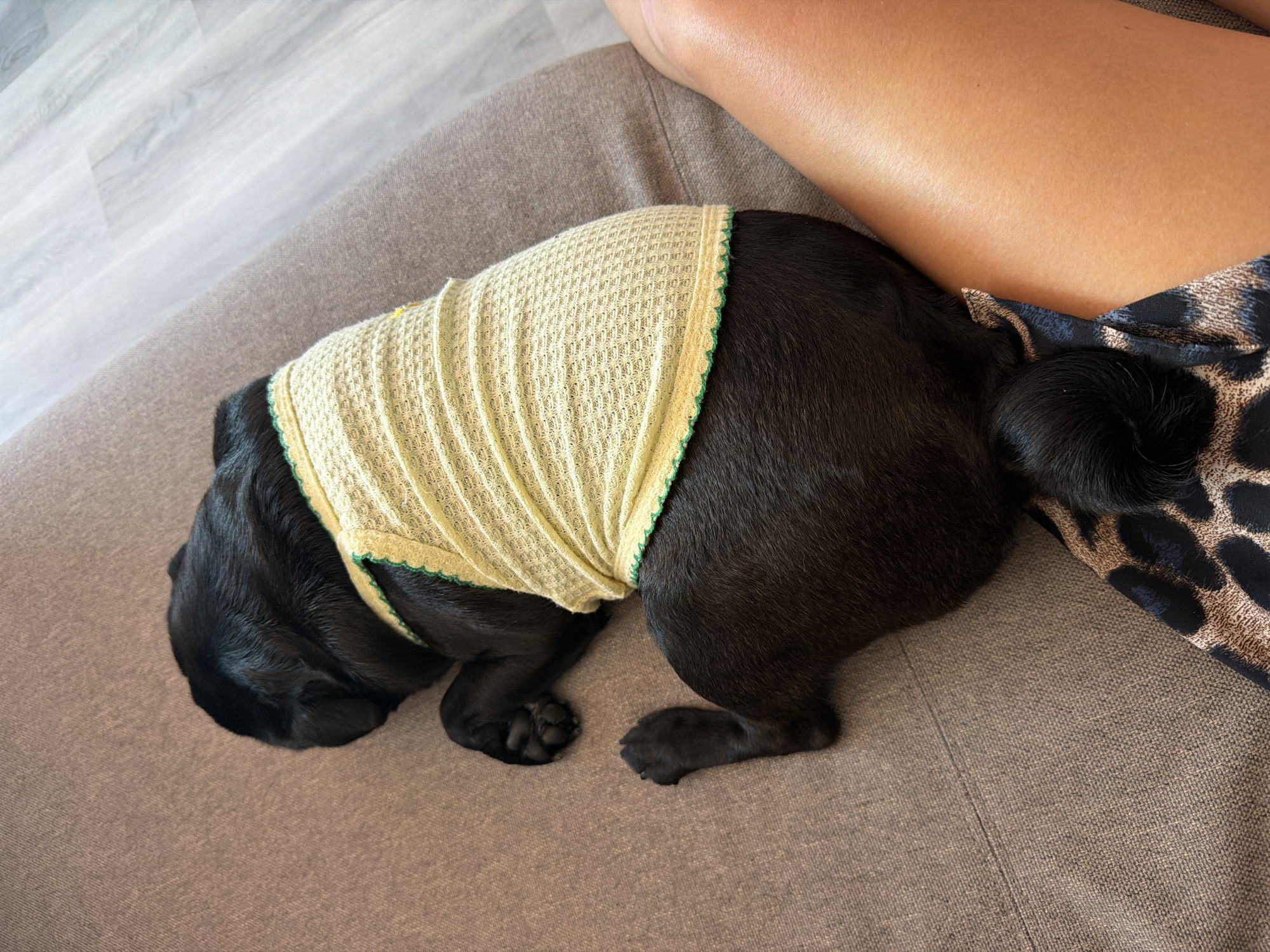 A black pug dog wearing a yellow knitted vest with a green trim is lying on a brown sofa. A person's tanned leg is also visible on the sofa, and they are wearing leopard print shorts. The floor next to the sofa appears to be light-colored wood. The scene takes place indoors, in a residential setting in Sirius, Russia.