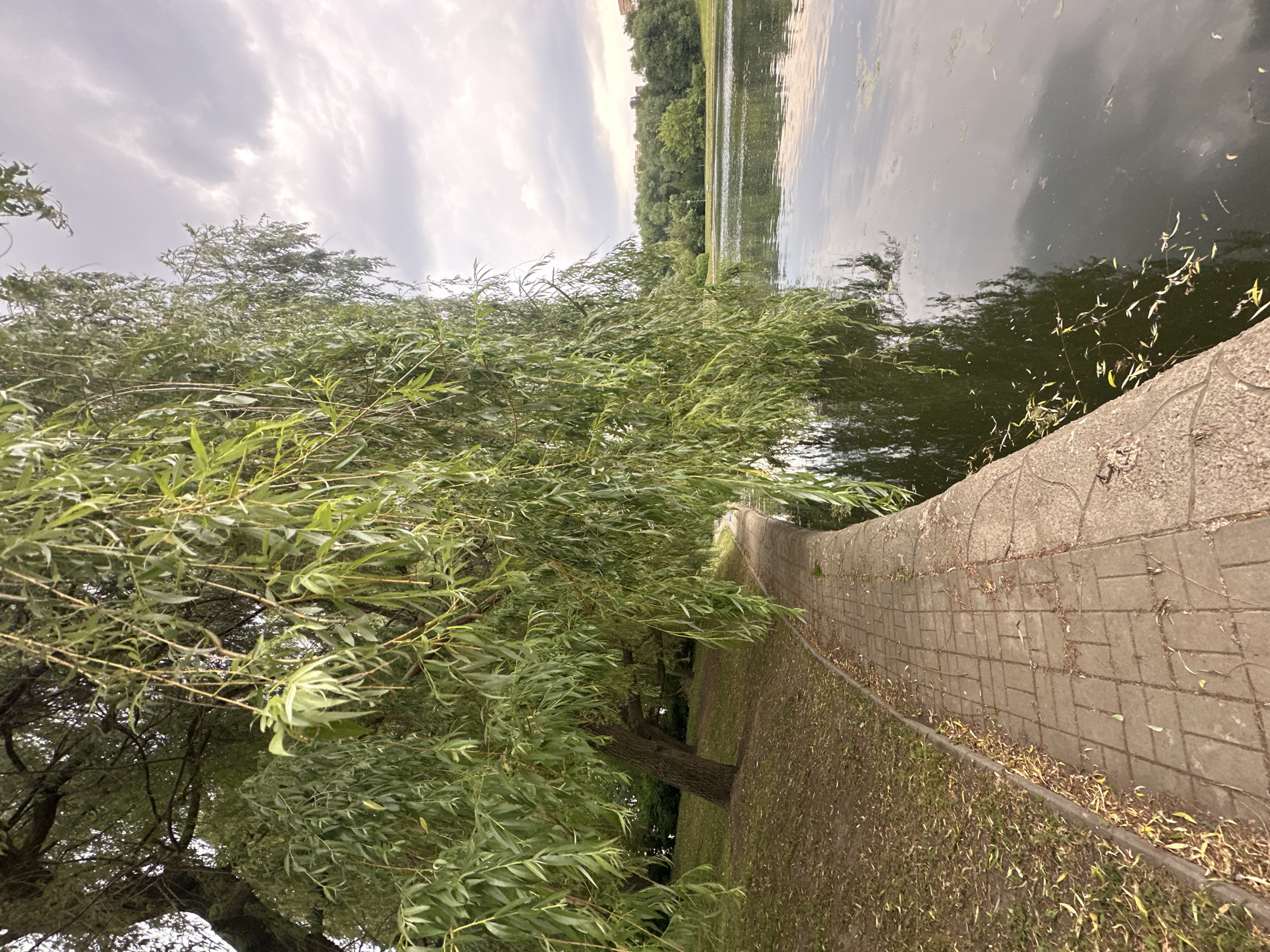The image depicts a tranquil park scene in Khimki, Russia, on a cloudy day. A paved pathway curves along the edge of a body of water, reflecting the overcast sky and surrounding greenery. A large weeping willow tree dominates the foreground, its branches cascading towards the water and path. The ground beside the path is covered with grass and fallen leaves. In the distance, across the water, is a treeline and some buildings, suggesting an urban park setting. There are no people or animals visible in the image. The atmosphere is calm and natural, with a focus on the interplay of light, water, and foliage.