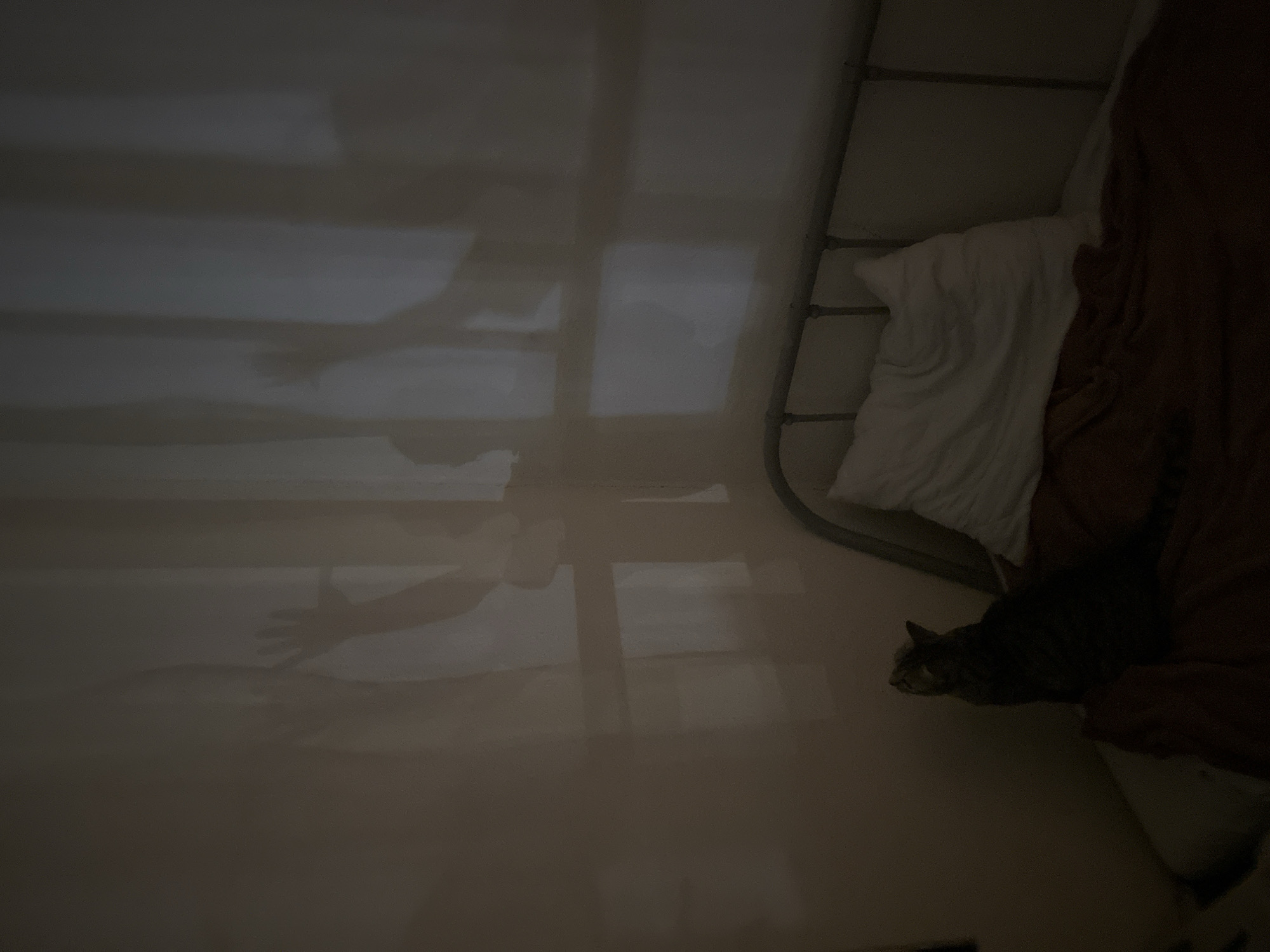 The image depicts a bedroom at night, with shadows cast on a wall from what appears to be a window with curtains. A tabby cat is sitting on a bed covered with a dark brown blanket and a white pillow. The shadows on the wall suggest figures with outstretched hands, creating an eerie atmosphere. The room has a metal-framed bed. The context of Sinyavino, Russia, is not visually evident in the image itself and cannot be inferred from the scene.