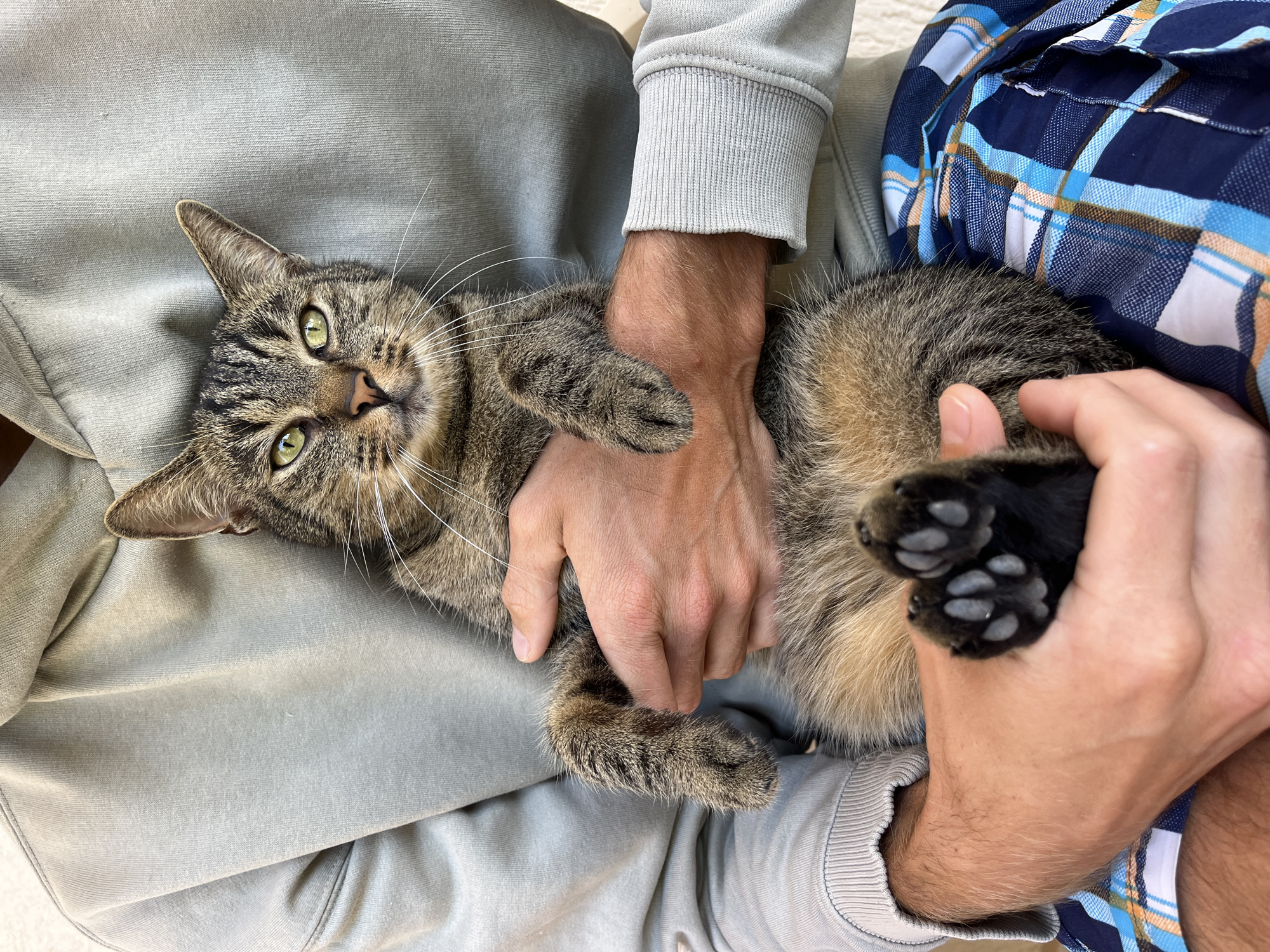 A close-up shot shows a person holding a tabby cat in their lap. The person is wearing a light gray hoodie and plaid pajama bottoms in shades of blue and white. The cat is looking directly at the camera with green eyes and has visible whiskers. One of the cat's paws, with black toe beans, is resting on the person's hand. The scene appears to be outdoors, with a neutral background suggesting a casual setting, possibly a home or a park in the city of Šušanj, Montenegro.