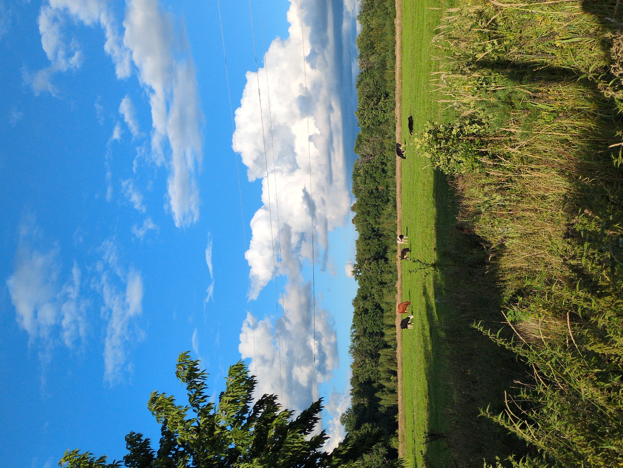 The image depicts a rural landscape under a bright blue sky dotted with white clouds. In the foreground, tall grass and foliage create a natural border. Beyond this, a green field stretches towards a dense line of trees forming the horizon. Several cows are scattered across the field, some grazing and others resting. A single tree with green leaves is visible in the upper left corner, partially obscuring the sky. Two thin wires, likely power lines, are stretched across the upper portion of the frame. The overall scene suggests a peaceful, agricultural setting in посёлок Молочной фермы, Russia.