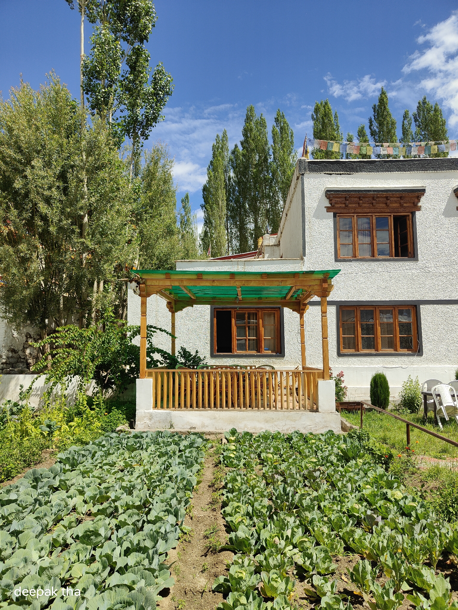 The image shows a building in Leh, India, with a garden in front. The building is white with wooden window frames and a green awning over a porch. Prayer flags are strung across the roofline. In front of the building is a garden with rows of cabbage plants. Tall trees are visible behind the building and to the left. The sky is blue with some white clouds. The overall scene is peaceful and rural.