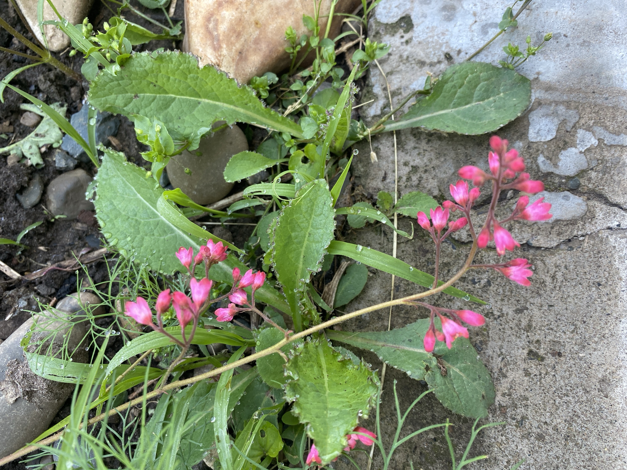 The image presents a close-up, high-angle view of various plants growing in a natural, somewhat unkempt setting, likely at the edge of a garden or pathway. The central focus is a plant with large, dark green, basal leaves that appear to be toothed or ruffled. Many of these leaves, as well as surrounding foliage, are covered in tiny water droplets, suggesting morning dew or recent precipitation. Emerging from this plant or nearby, a delicate, branching stem displays numerous small, vibrant pink, bell-shaped flowers, characteristic of *Heuchera* (Coral Bells).
Interspersed among the prominent foliage are other green plants, including thin, grass-like blades and some with fine, feathery textures. The ground beneath the plants consists of dark, moist soil mixed with various small, smooth, dark-colored pebbles and larger, lighter brown rocks visible towards the top and left. A light grey concrete surface, possibly a sidewalk or wall foundation, occupies the right side of the frame, showing cracks and irregular patterns. The scene is static, capturing a moment in nature without any activity or visible text. The soft, natural lighting and dew indicate an early morning time. The context provided places this scene in Chaikovsky, Russia.