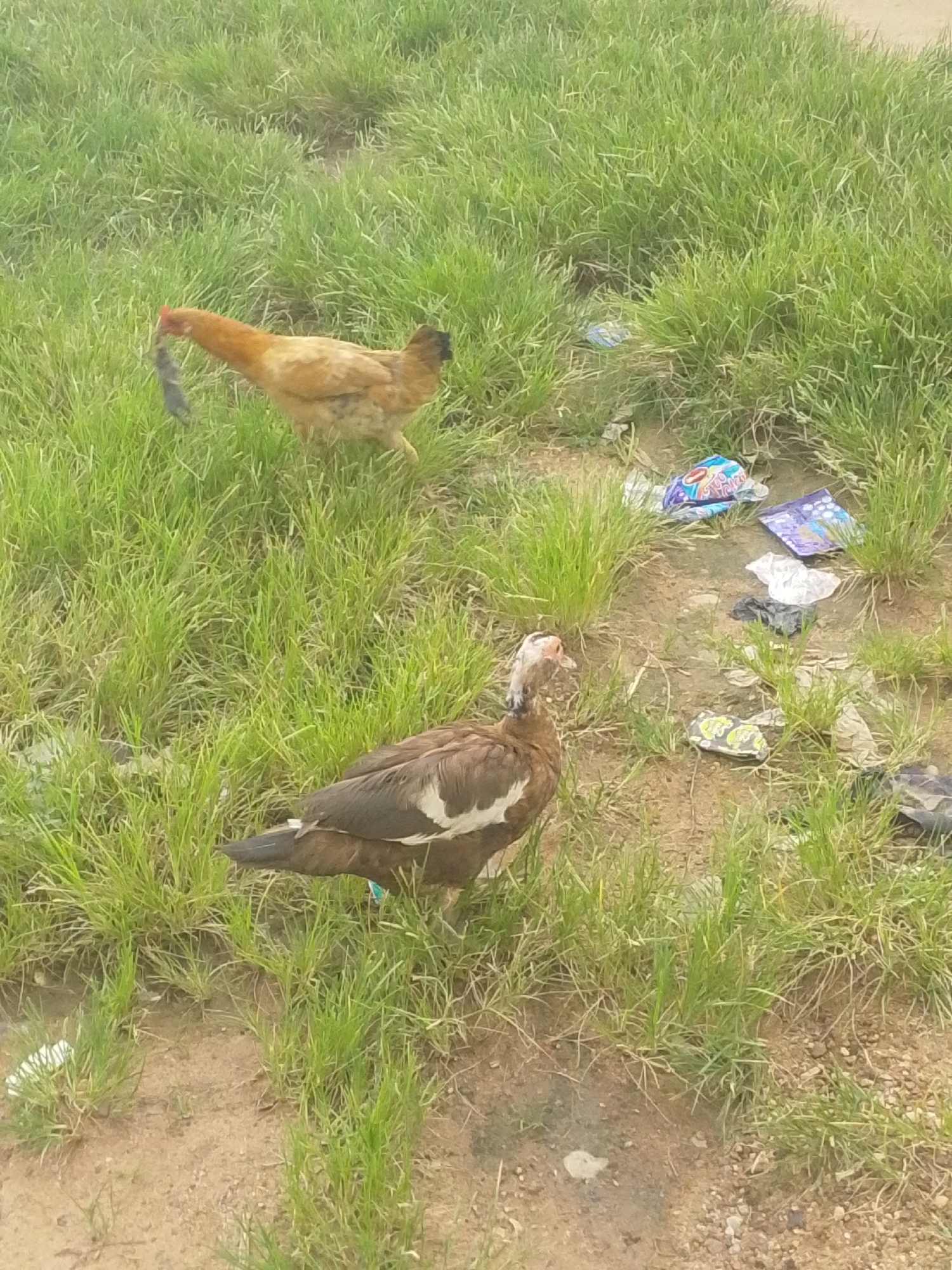 In Serti, Nigeria, a chicken with brown and black feathers carries a small animal, possibly a rodent, in its beak while standing in a grassy area littered with colorful plastic wrappers. Nearby, a brown and white duck with a pinkish head stands in the same grassy and littered environment. The ground is a mix of soil and grass, with several pieces of discarded trash visible among the vegetation.
