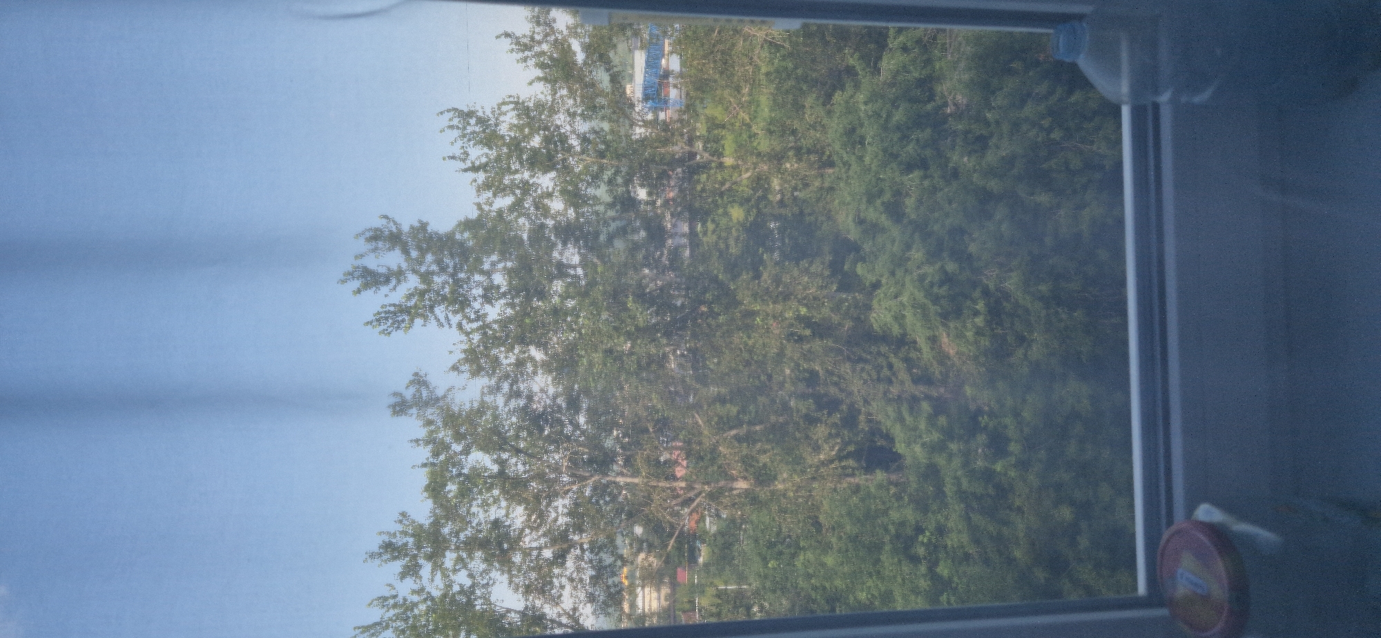 The image, taken from inside a room looking through a sheer curtain and a window, offers a view of a lush green canopy of trees with a clear blue sky above. In the foreground, on the windowsill, a partially visible red-capped container and a large clear plastic bottle with a blue cap are present. The background reveals a cityscape with buildings interspersed among the trees, suggesting an urban environment. The overall scene depicts a tranquil view from a window, with everyday objects in the foreground and a natural, yet urban, landscape beyond.