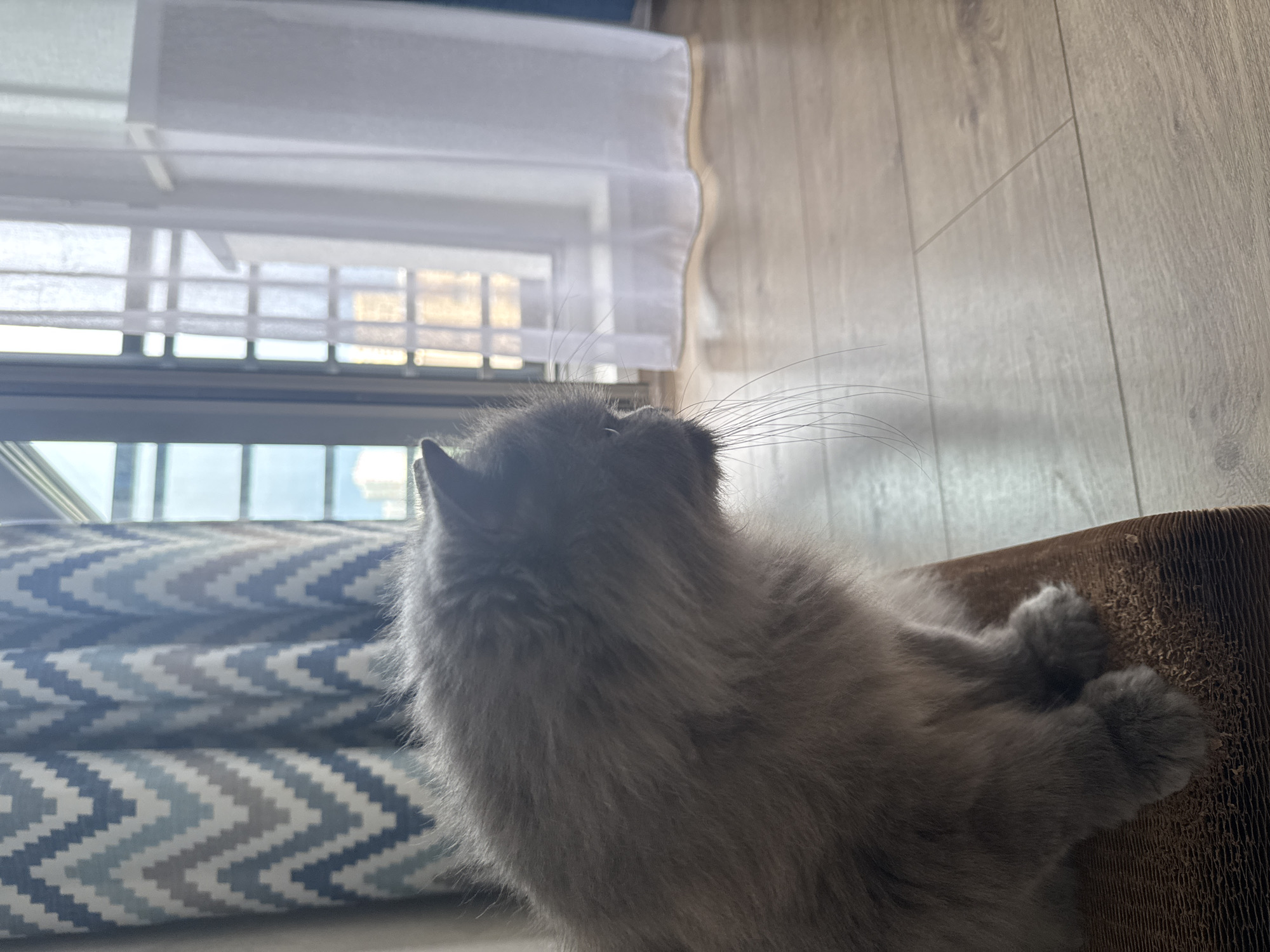 A gray, fluffy cat is seated on a brown cardboard scratching pad indoors. The cat is positioned on what appears to be a blue and white chevron-patterned cushion. Behind the cat, there's a window covered with a white curtain. The background shows a light brown wooden floor. No information is available from the image regarding location in Izhevsk, Russia.