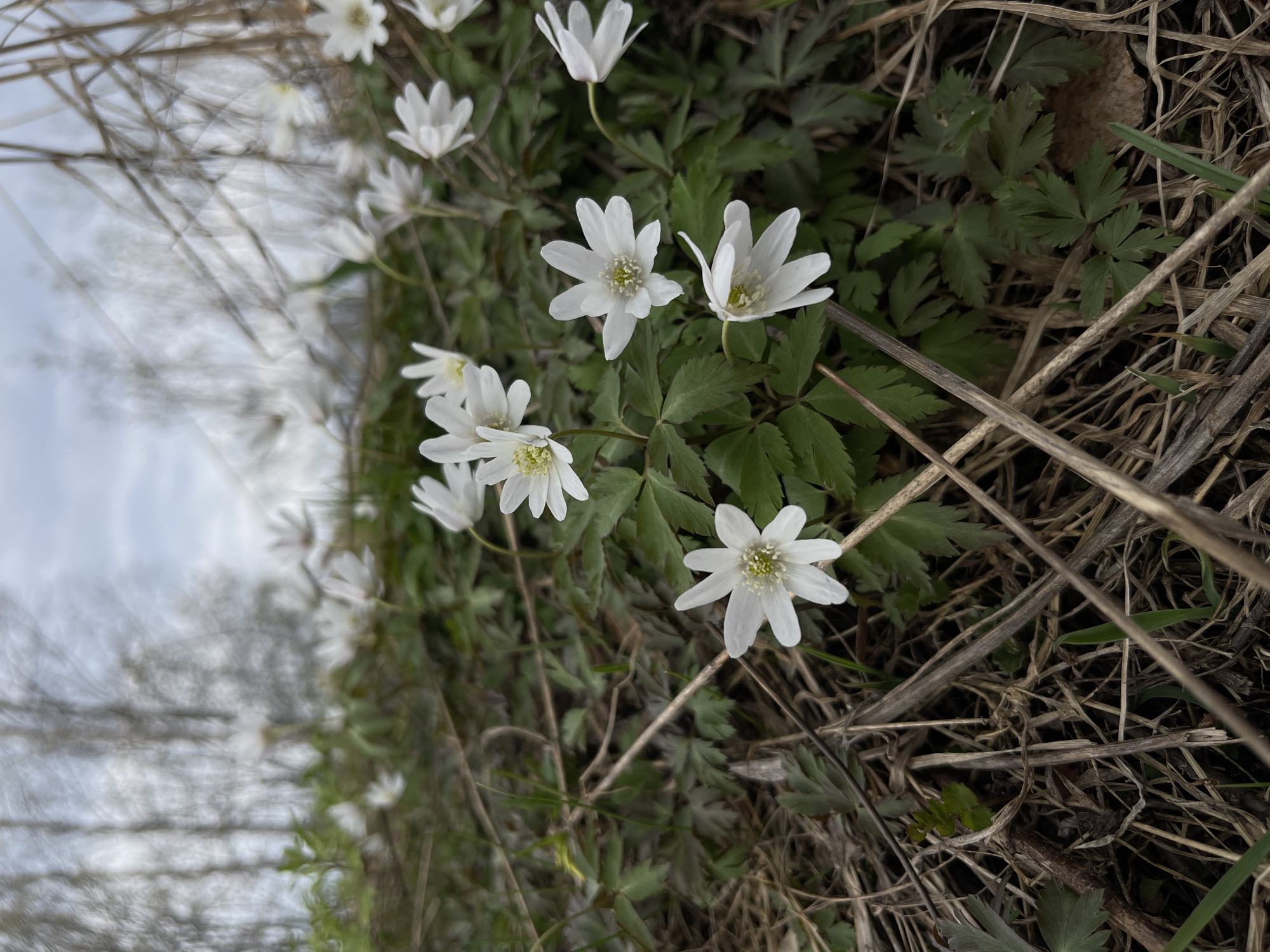 The image depicts a close-up view of several white flowers with green foliage growing on the ground. Dry grass and debris surround the plants. The background shows a blurred scene of trees and a cloudy sky. The image does not show any identifiable location in the city of Zhigalki, Russia. There are no people or actions depicted in the image.