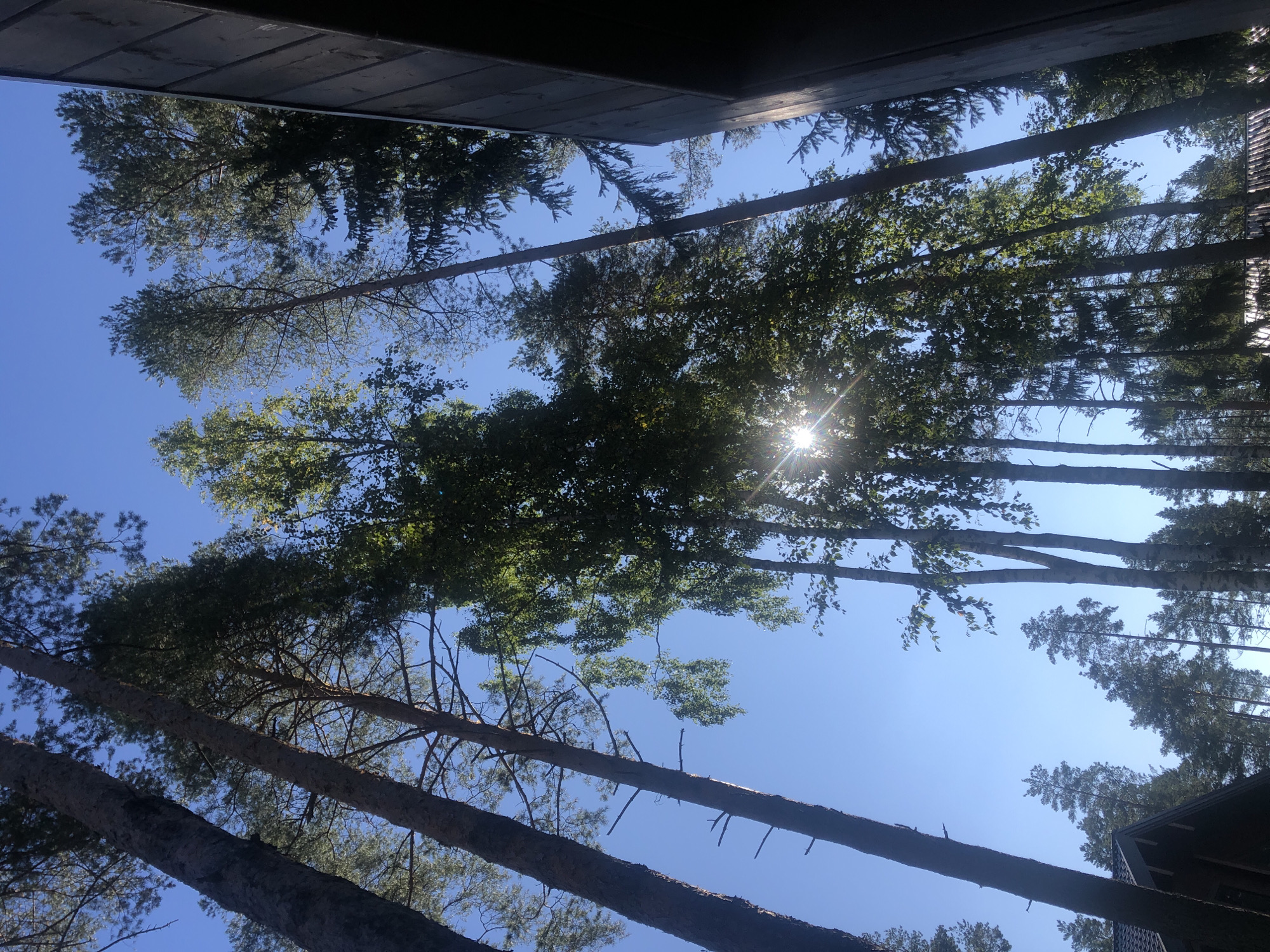 The image is a low-angle shot looking up at tall trees against a clear blue sky. The sun is visible through the canopy of leaves, creating a starburst effect. The trees are a mix of pine and deciduous species, with their branches reaching towards the sky. Part of a building with a dark, sloped roof is visible in the lower left of the frame, and another dark structure, possibly part of a modern building with wooden siding, is seen on the right. The overall impression is one of a natural, wooded environment. There are no people or animals visible in the image. The image does not contain any information that would allow for the identification of its specific location in Arfa, Russia.