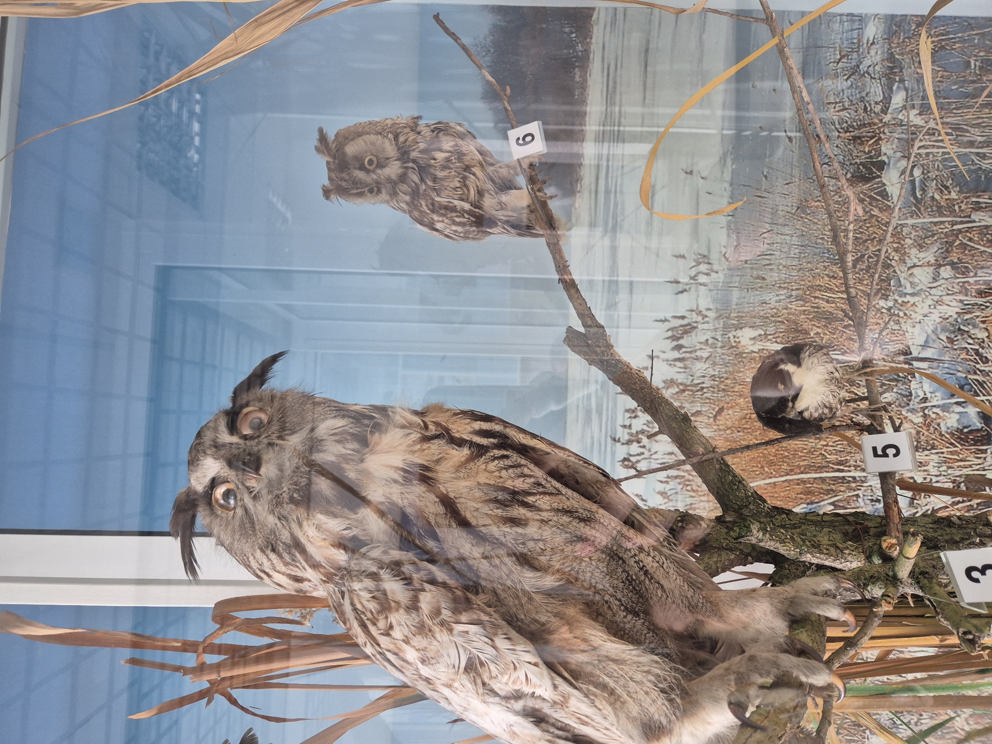 The image depicts a museum display of taxidermied birds, likely in Srebarna, Bulgaria, given the context. Three birds are visible: a large owl perched on a branch in the lower portion of the frame, a smaller owl perched on a higher branch, and a small bird near the top right corner. Each bird has a small numbered tag next to it. The background is a blurred nature scene of reeds and trees. The display is behind glass, reflecting the environment outside the museum. The overall condition of the taxidermied birds appears weathered.