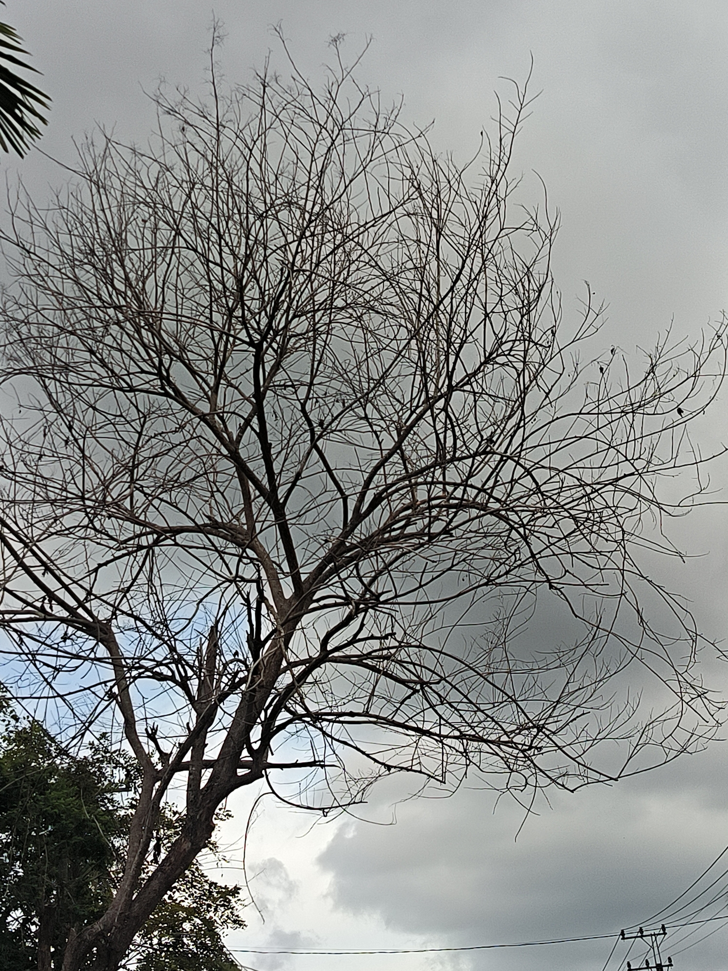 The image depicts a large, bare tree with intricate branches silhouetted against a cloudy, overcast sky. The tree's trunk is thick and dark, with numerous branches extending outwards, many of which are thin and twig-like. Some green foliage is visible at the bottom left of the frame, suggesting the presence of other trees or plants. The sky is predominantly gray, with lighter patches that indicate breaking clouds or areas of brighter illumination. In the lower right corner, power lines and utility poles are visible, indicating an urban or semi-urban environment. The overall mood of the image is somber and somewhat dramatic due to the stark contrast of the bare tree against the moody sky. The scene is consistent with the environment found in Payadua, Indonesia, where such trees and overcast skies are common. No people or animals are clearly visible.