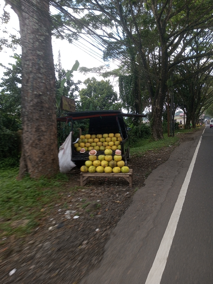 The image displays a roadside fruit stall in Ura-Dozhi, Bhutan, situated on the unpaved shoulder of an asphalt road with a solid white edge line on the right. A black pickup truck, with its tailgate down, serves as the primary display platform for numerous, predominantly yellowish-green pomelos. These fruits are neatly stacked in multiple rows within the truck bed and on a small, rustic wooden table in front of it. Two pomelos in the truck bed are cut open, exposing pinkish-red pulp. A white sack hangs from the side of the truck near a large, thick-trunked tree positioned to the left. Beyond the tree, dense green foliage is visible. To the right, a row of mature trees with extensive aerial roots line the road, with overhead utility lines crisscrossing against a bright sky. In the far background, additional structures and a white vehicle are discernible on the road. The ground around the stall is a mix of dirt, grass, and scattered small debris. No individuals are visible.