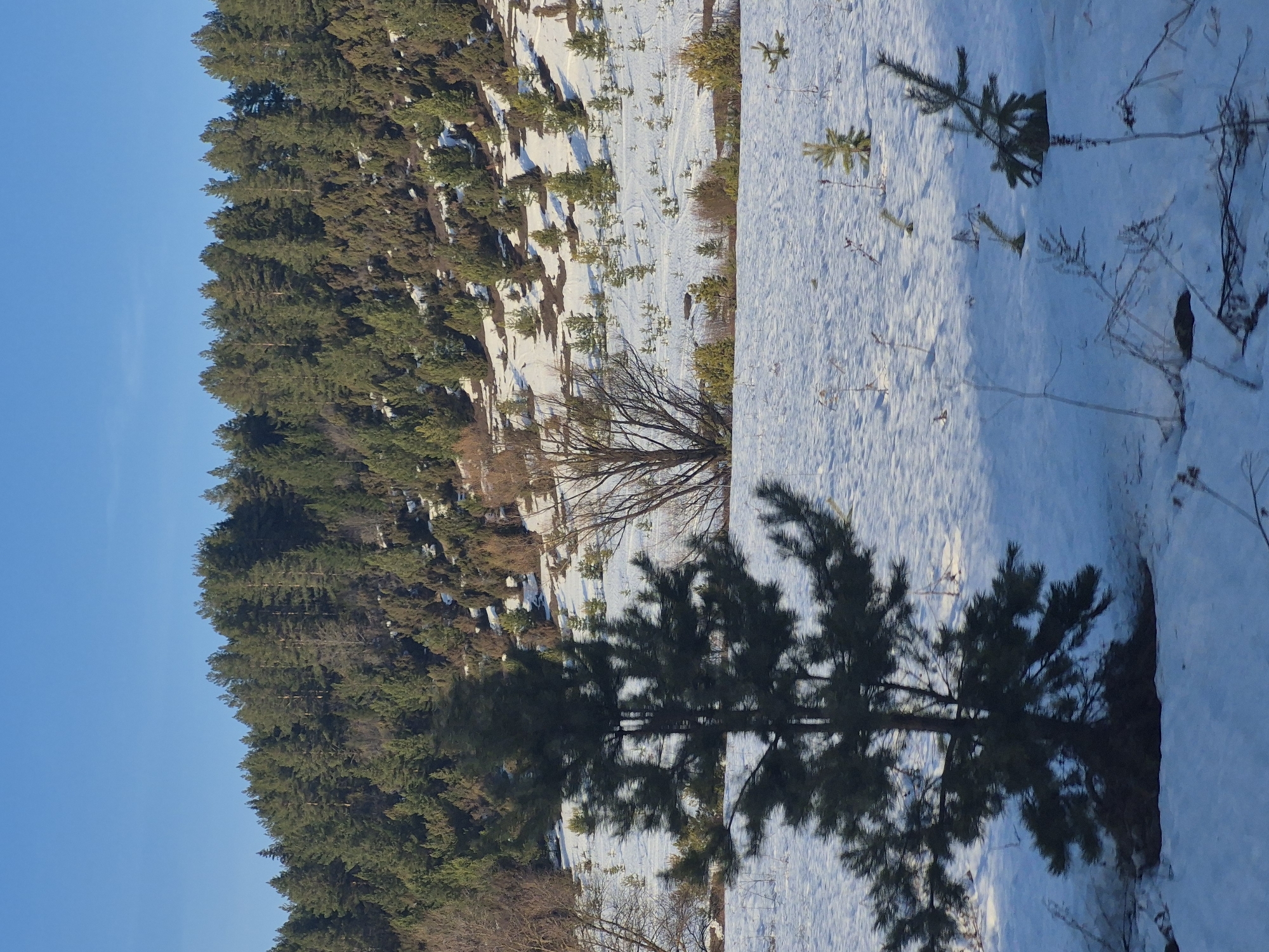 The image depicts a winter landscape, possibly in a rural or forested area. A dense forest with evergreen trees is visible in the background, contrasting with a snow-covered field in the foreground. The sky is a clear blue. There are bare trees and small evergreen saplings scattered throughout the snowy area. The photograph does not contain any discernible people or actions. The location of Дулесово, Russia, could not be verified, and the location is unknown.