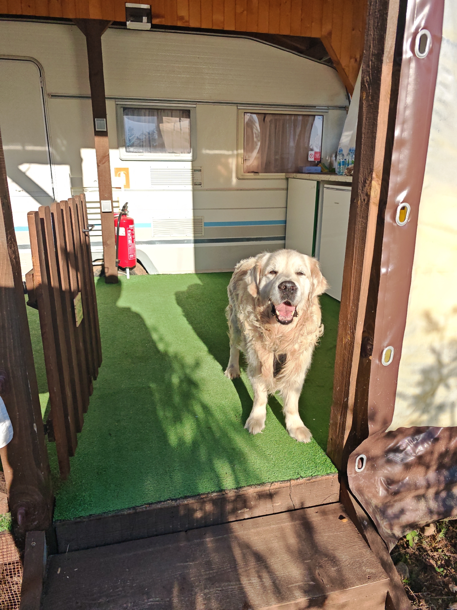 A golden retriever dog stands on a patch of artificial turf in front of a caravan. The dog is light-colored with a fluffy coat and its mouth is open, panting. The caravan has a white exterior with blue and white striped trim. A brown wooden railing with vertical slats is to the left of the dog, and a brown wooden structure is to the right. A red fire extinguisher is mounted on a wooden pole behind the railing. The scene appears to be outdoors, with sunlight casting shadows. The sky is not visible. The time of day is likely daytime due to the strong sunlight and shadows. The location is Alino, Bulgaria. The overall mood is relaxed and possibly sunny. There is no visible text in the image.