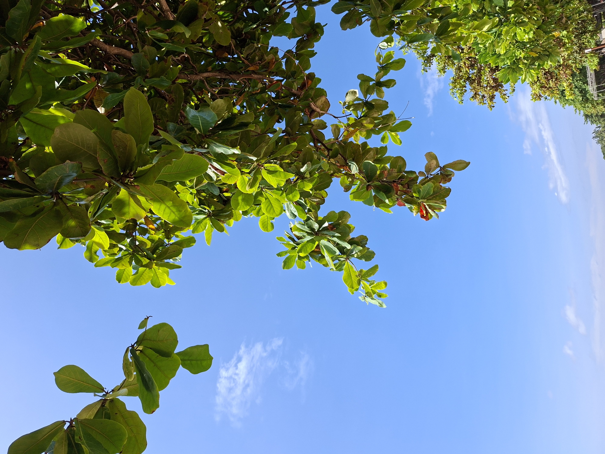 The image is a low-angle shot of trees against a bright blue sky, taken in Kuta Selatan, Indonesia. Lush green leaves dominate the top and bottom left corners of the frame. The sky is clear and blue, filling the majority of the image. In the upper right corner, there is a glimpse of a structure partially obscured by trees.
