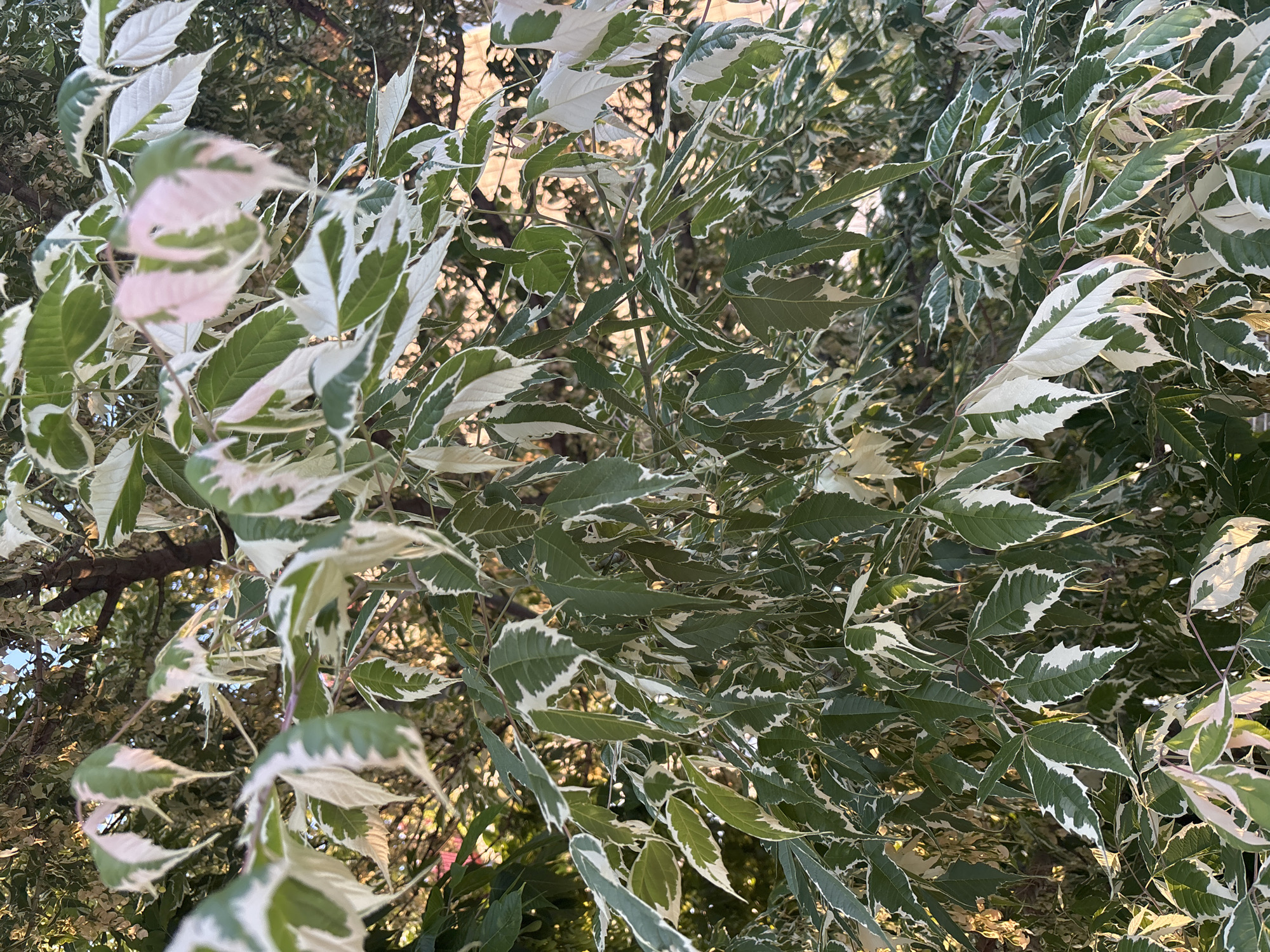 A close-up, eye-level, vertical shot shows variegated leaves of a tree. The leaves are predominantly green with irregular white margins, and some exhibit a pinkish hue. The foliage is dense, with branches and a dark tree trunk visible in the background. The lighting suggests an outdoor setting, possibly during late afternoon or early morning, with sunlight filtering through the leaves, creating highlights and shadows. The image appears to be taken in Bila Tserkva, Ukraine, although no specific landmarks or context are visible within the frame to confirm this location. There are no people or animals present in the image, and no discernible activity is taking place. The scene is static and focused solely on the texture and color patterns of the tree's leaves.